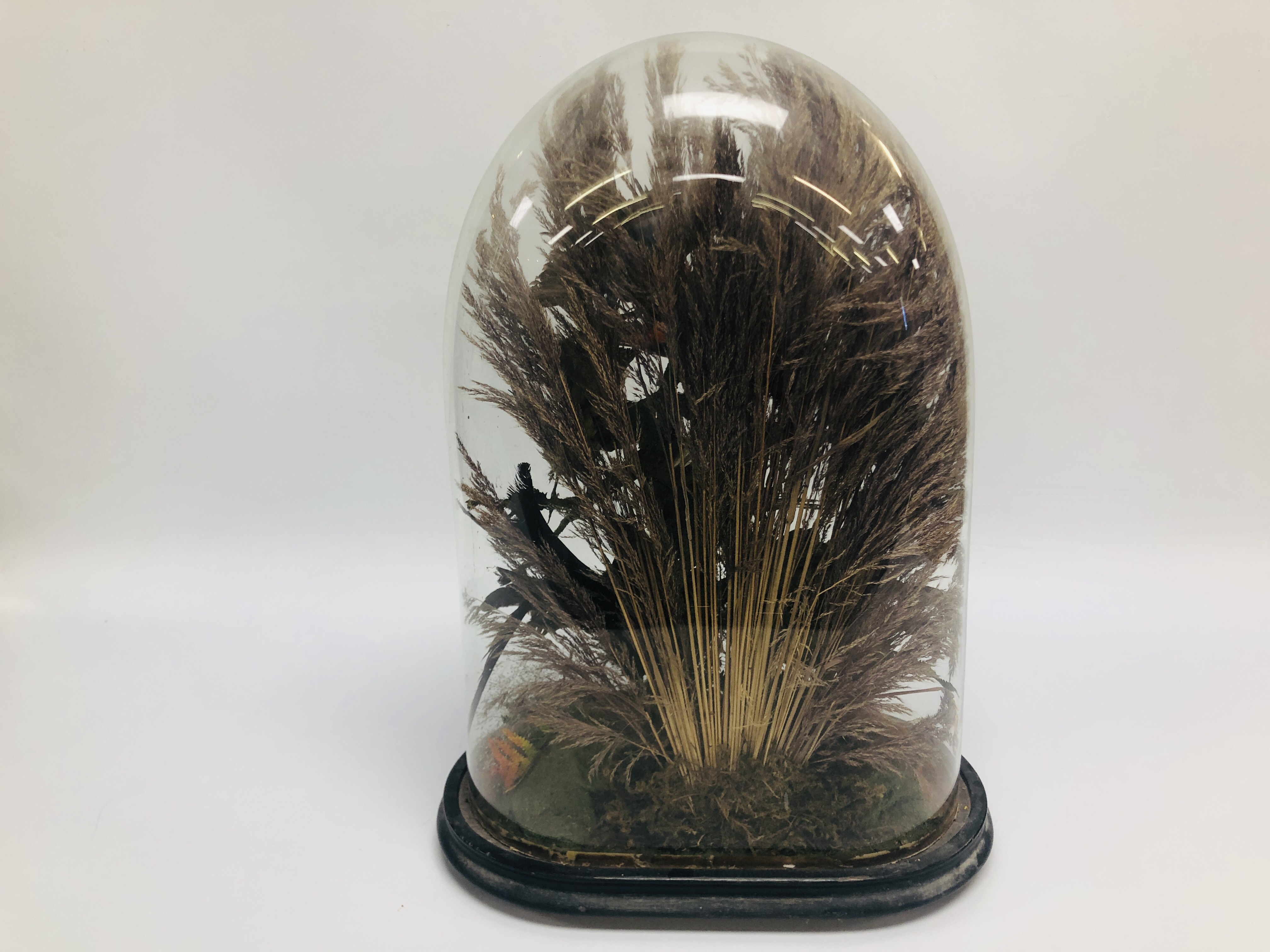 VICTORIAN TAXIDERMY DISPLAY OF EXOTIC BIRDS PRESENTED UNDER A GLASS DOME (8 BIRDS) H 50CM. - Image 11 of 11