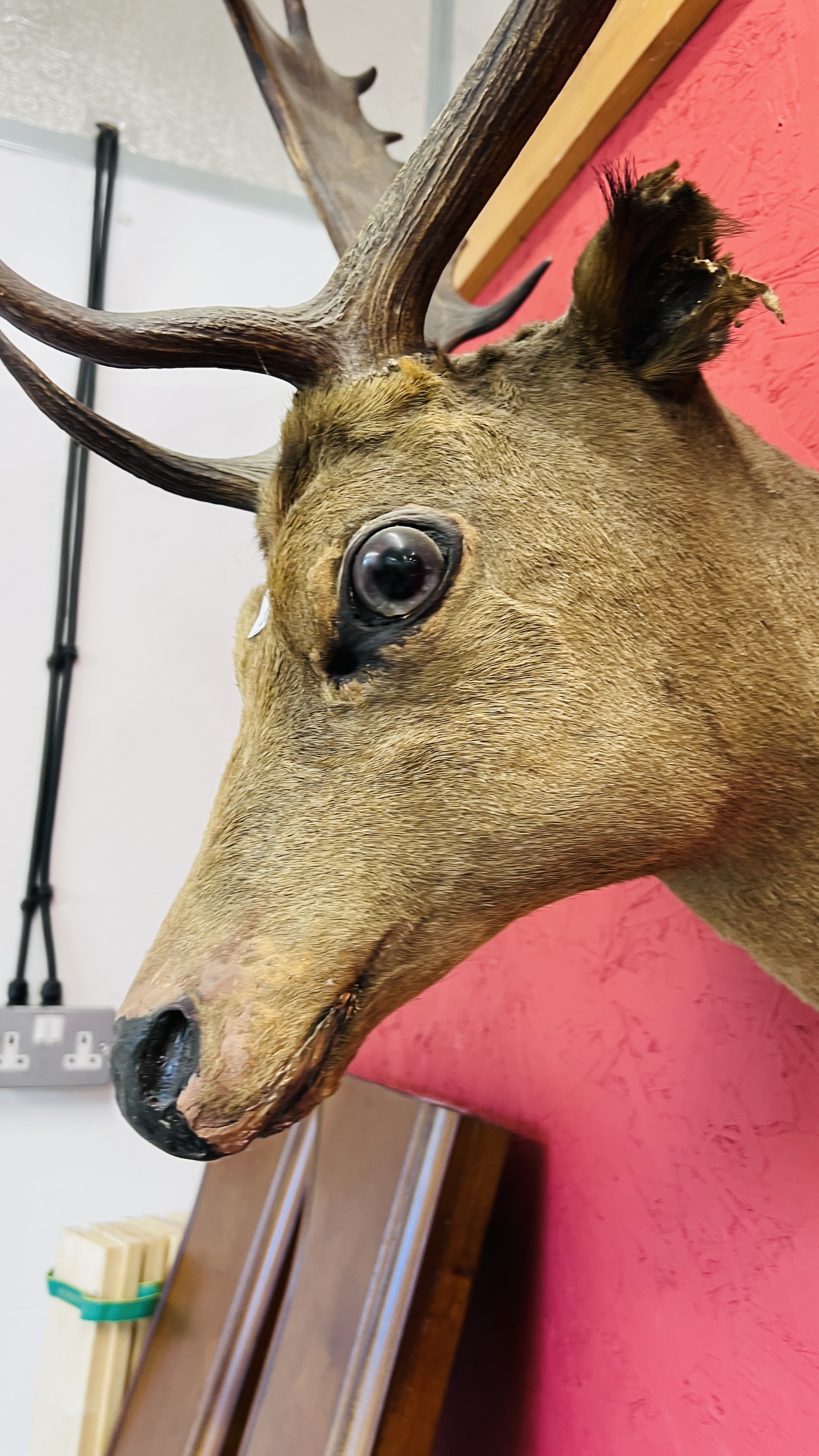A MOUNTED HEAD OF A FALLOW DEER. - Image 3 of 9