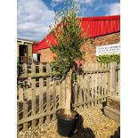 LARGE ESTABLISHED POTTED OLIVE TREE, HEIGHT 2.3M.