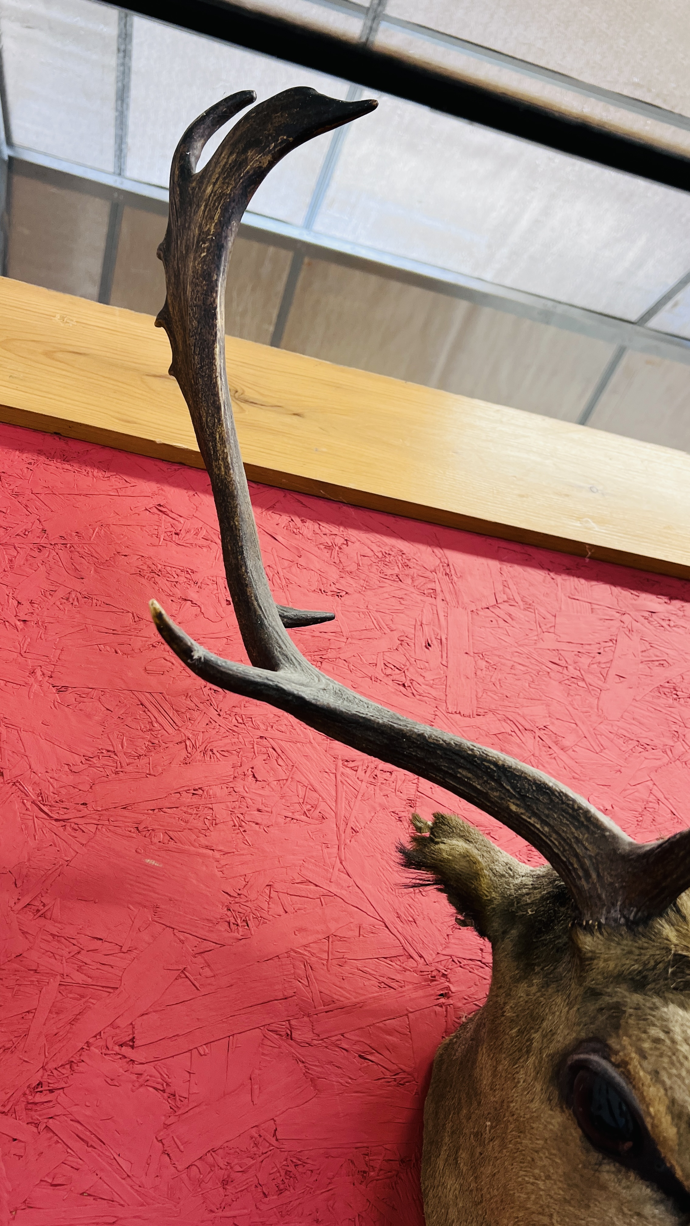 A MOUNTED HEAD OF A FALLOW DEER. - Image 9 of 9