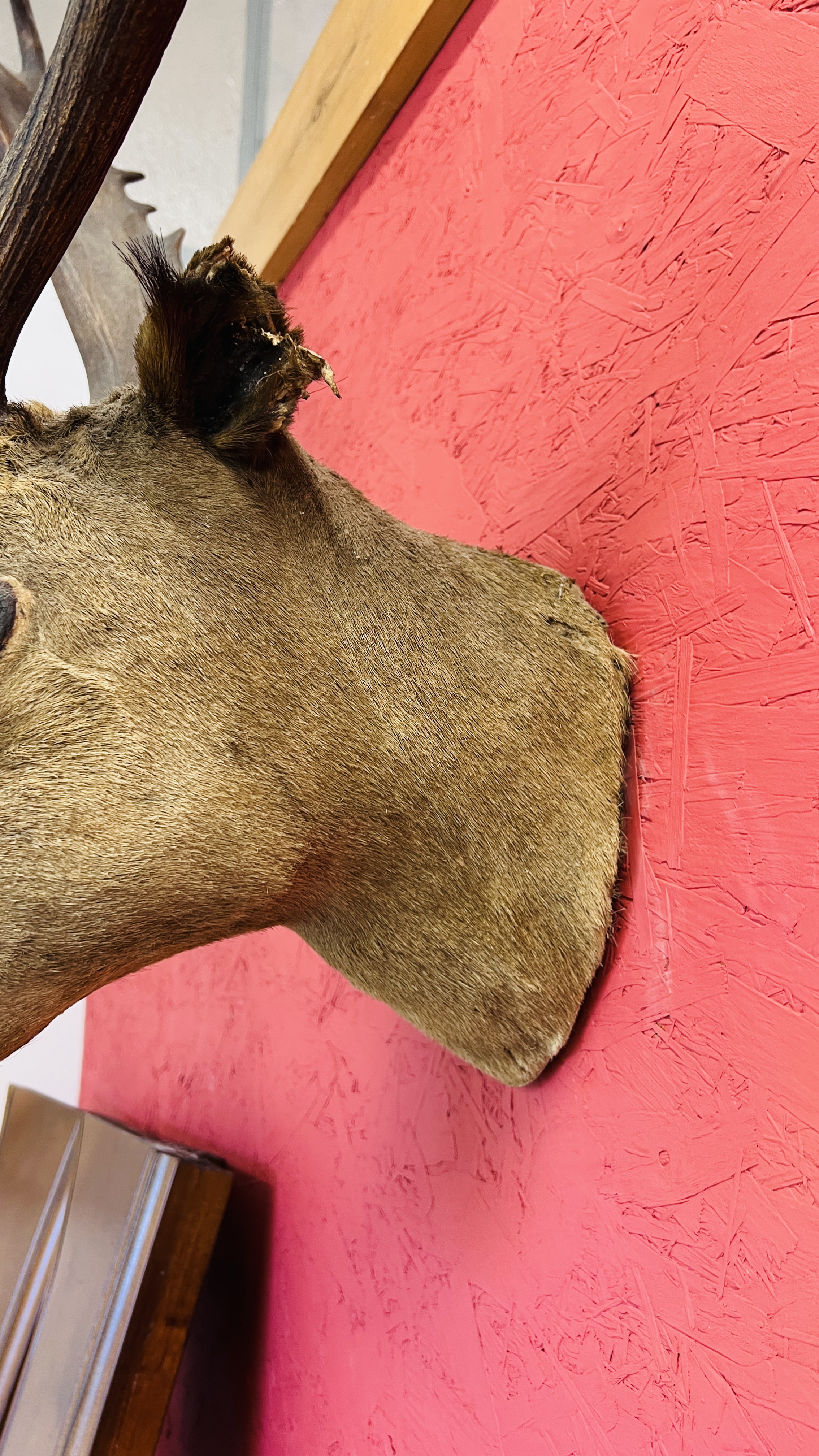 A MOUNTED HEAD OF A FALLOW DEER. - Image 4 of 9