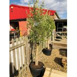 LARGE ESTABLISHED POTTED OLIVE TREE, HEIGHT 2.3M.