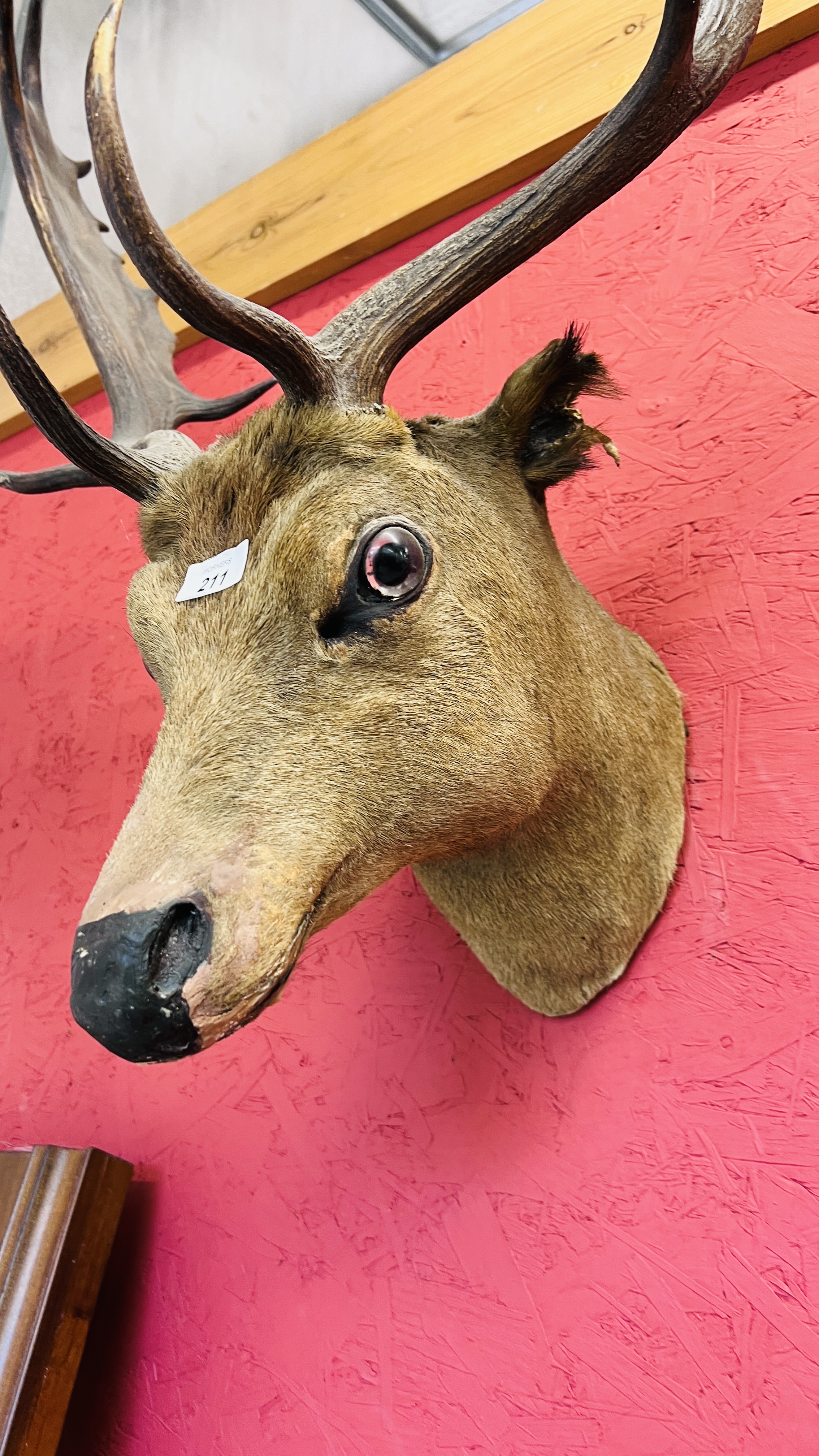 A MOUNTED HEAD OF A FALLOW DEER. - Image 2 of 9