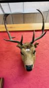 A MOUNTED HEAD OF A FALLOW DEER.