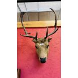 A MOUNTED HEAD OF A FALLOW DEER.