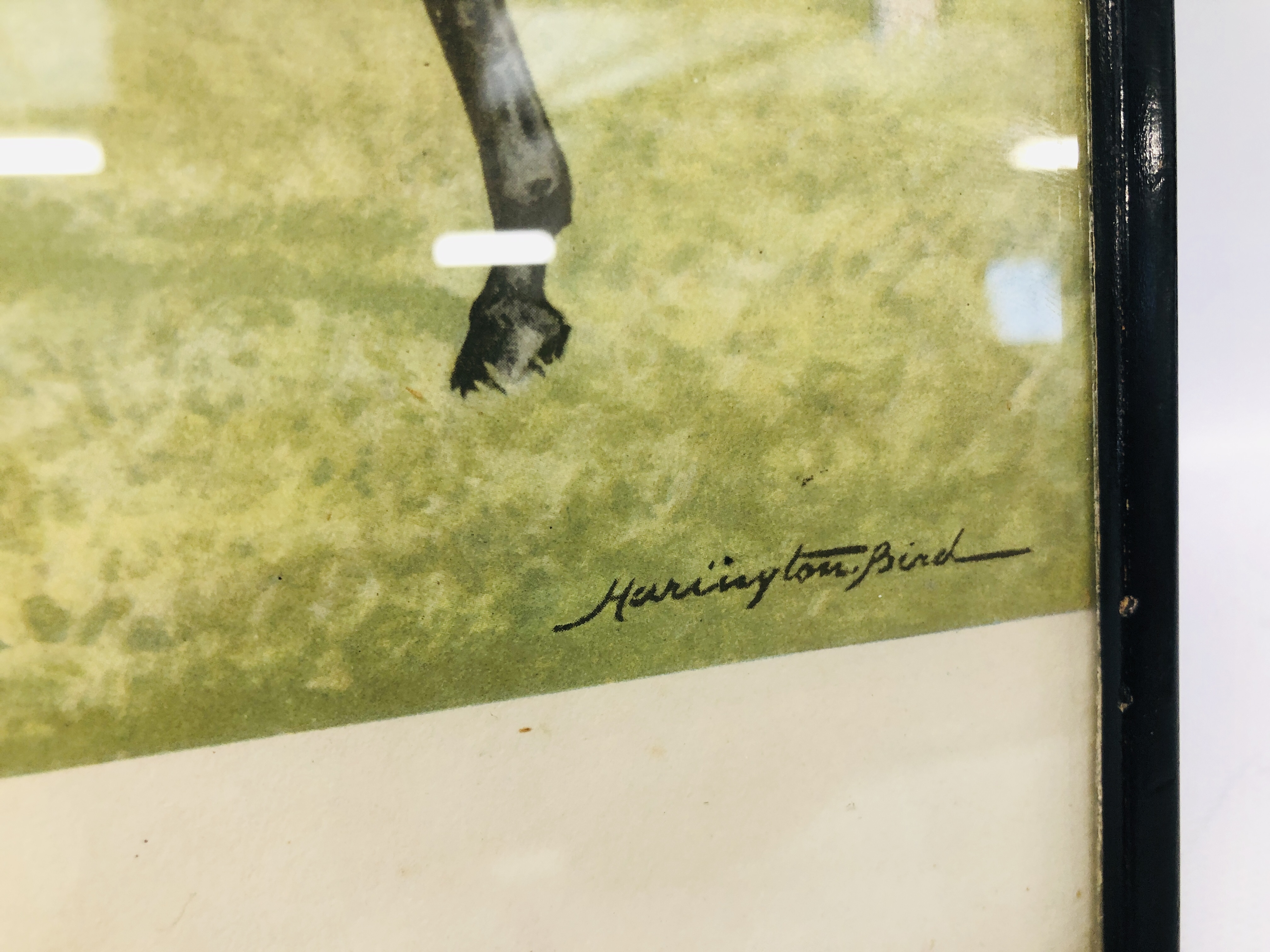 A FRAMED AND MOUNTED PRINT "PAPYRUS" WINNER OF THE DERBY 1923 RIDDEN BY DONOGHUE BEARING SIGNATURE - Image 3 of 4