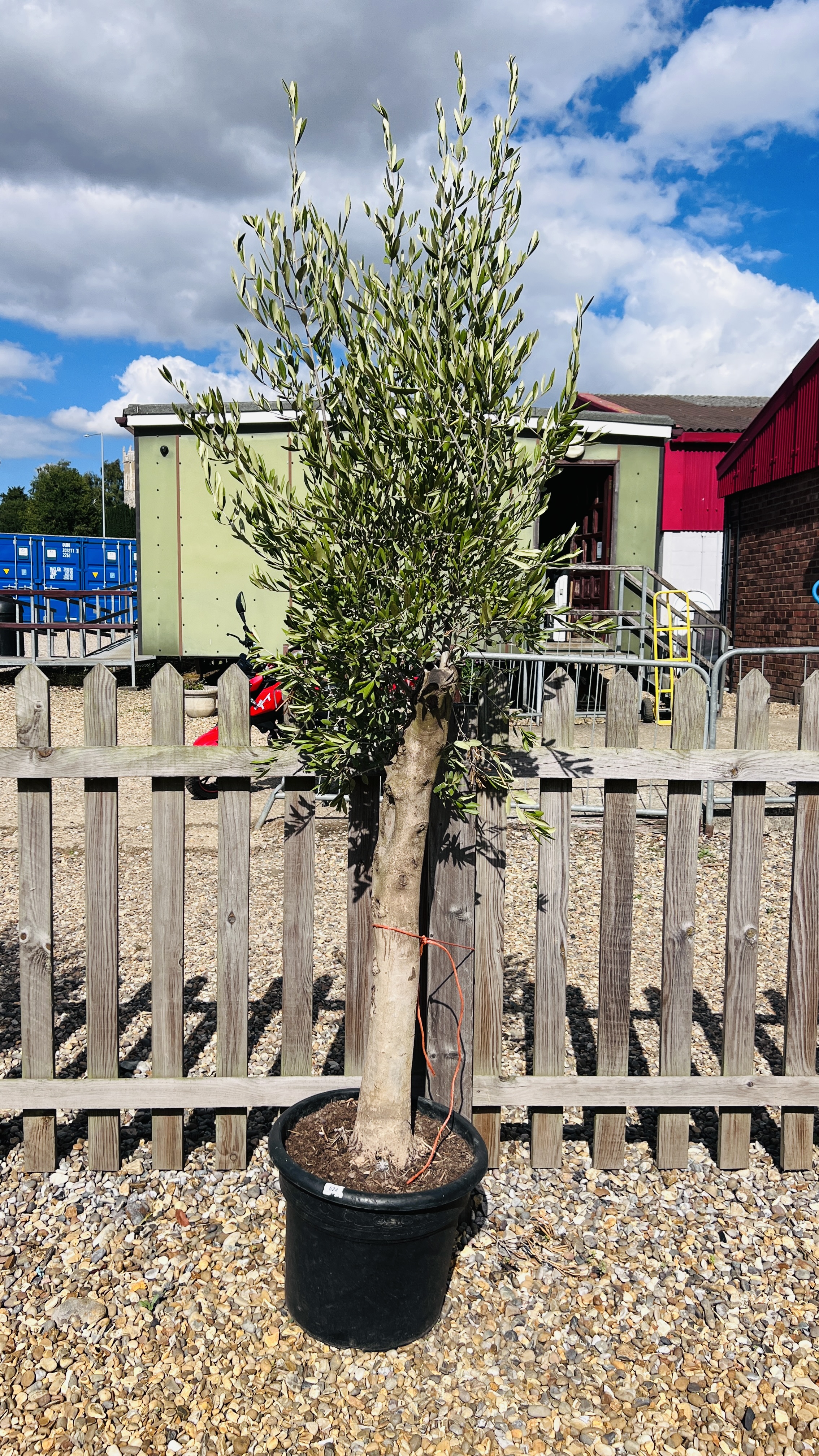 LARGE ESTABLISHED POTTED OLIVE TREE, HEIGHT 2.3M.