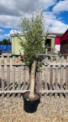 LARGE ESTABLISHED POTTED OLIVE TREE, HEIGHT 2.3M.