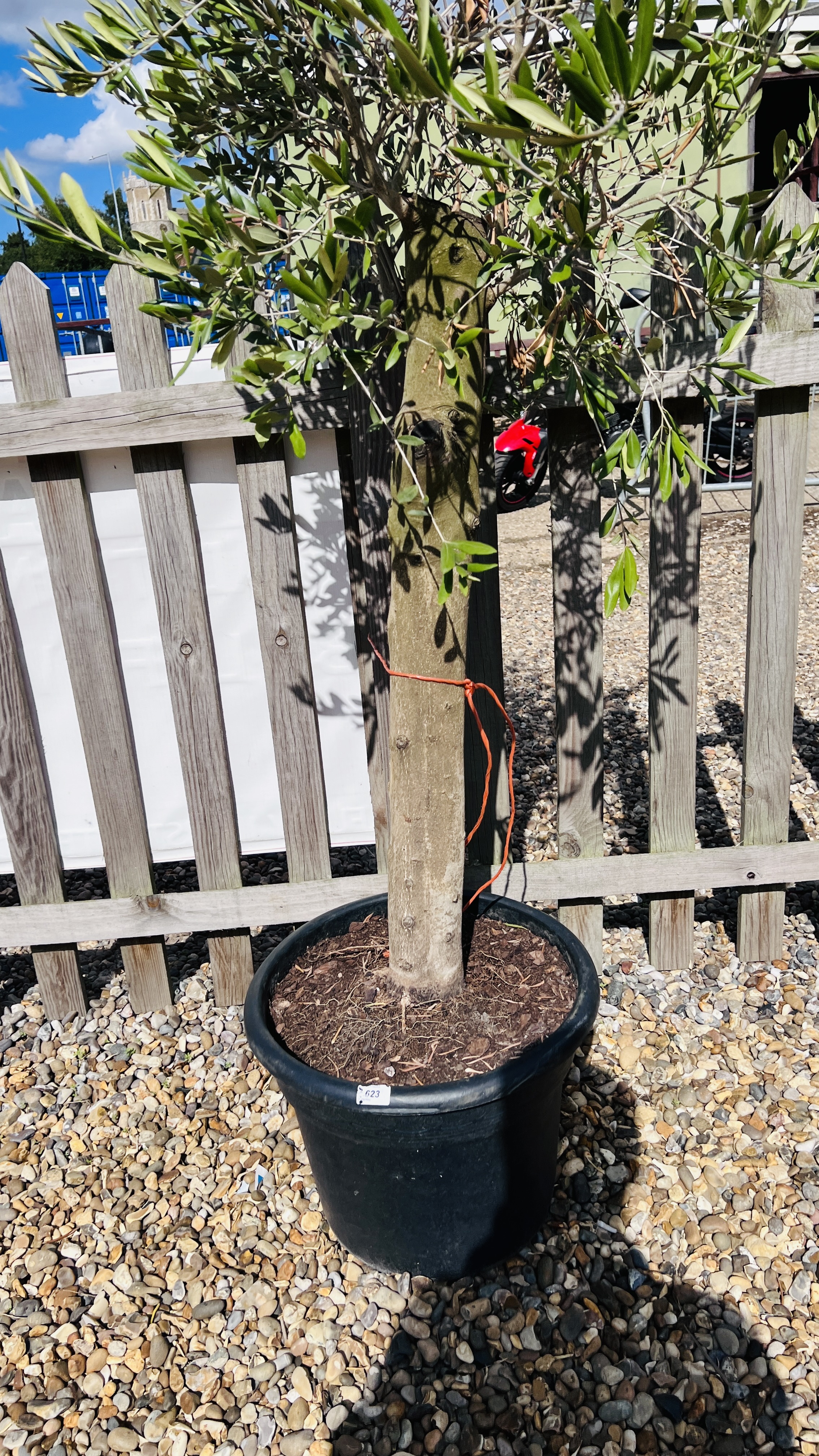 LARGE ESTABLISHED POTTED OLIVE TREE, HEIGHT 2.3M. - Image 2 of 3