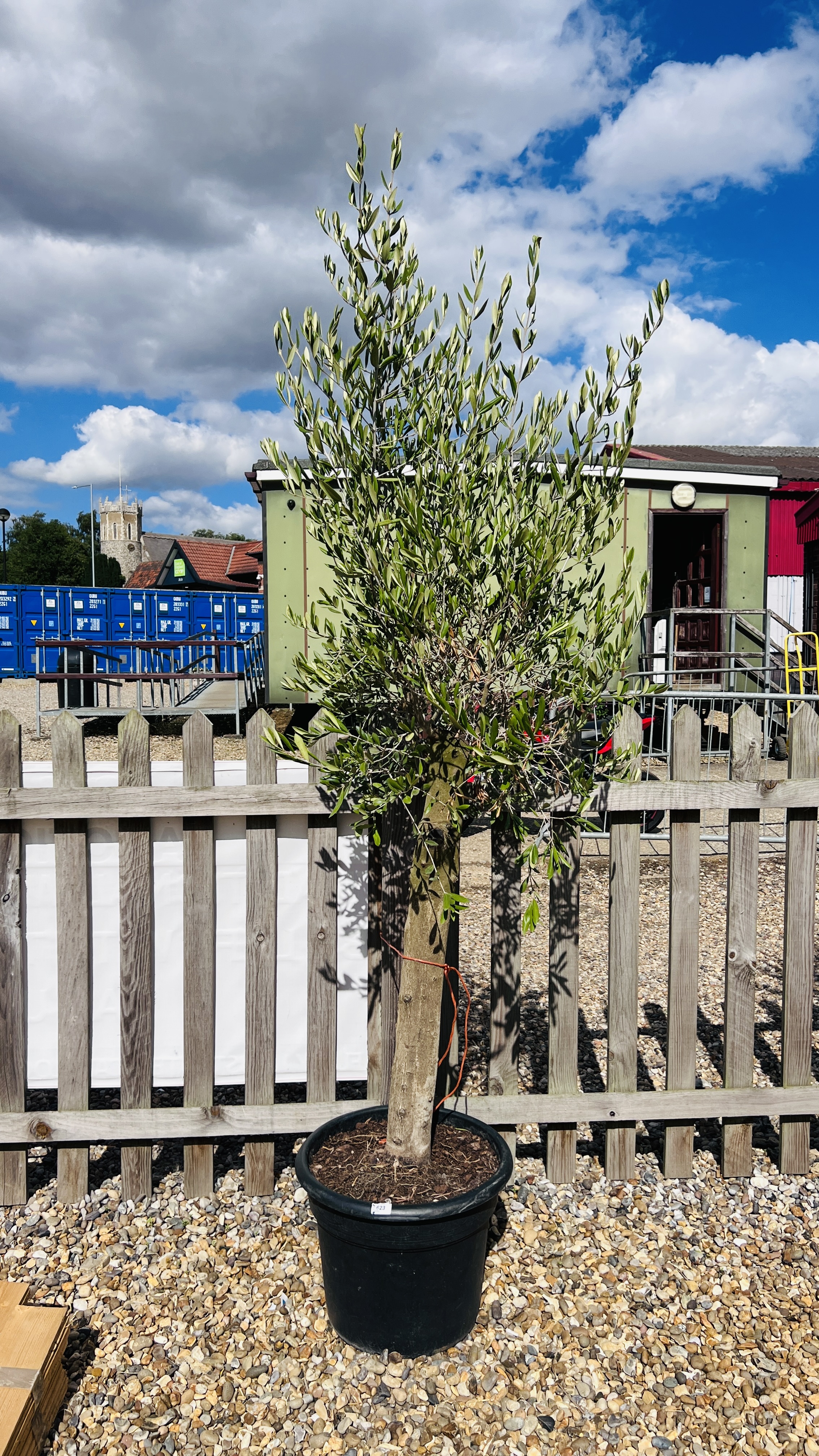 LARGE ESTABLISHED POTTED OLIVE TREE, HEIGHT 2.3M.