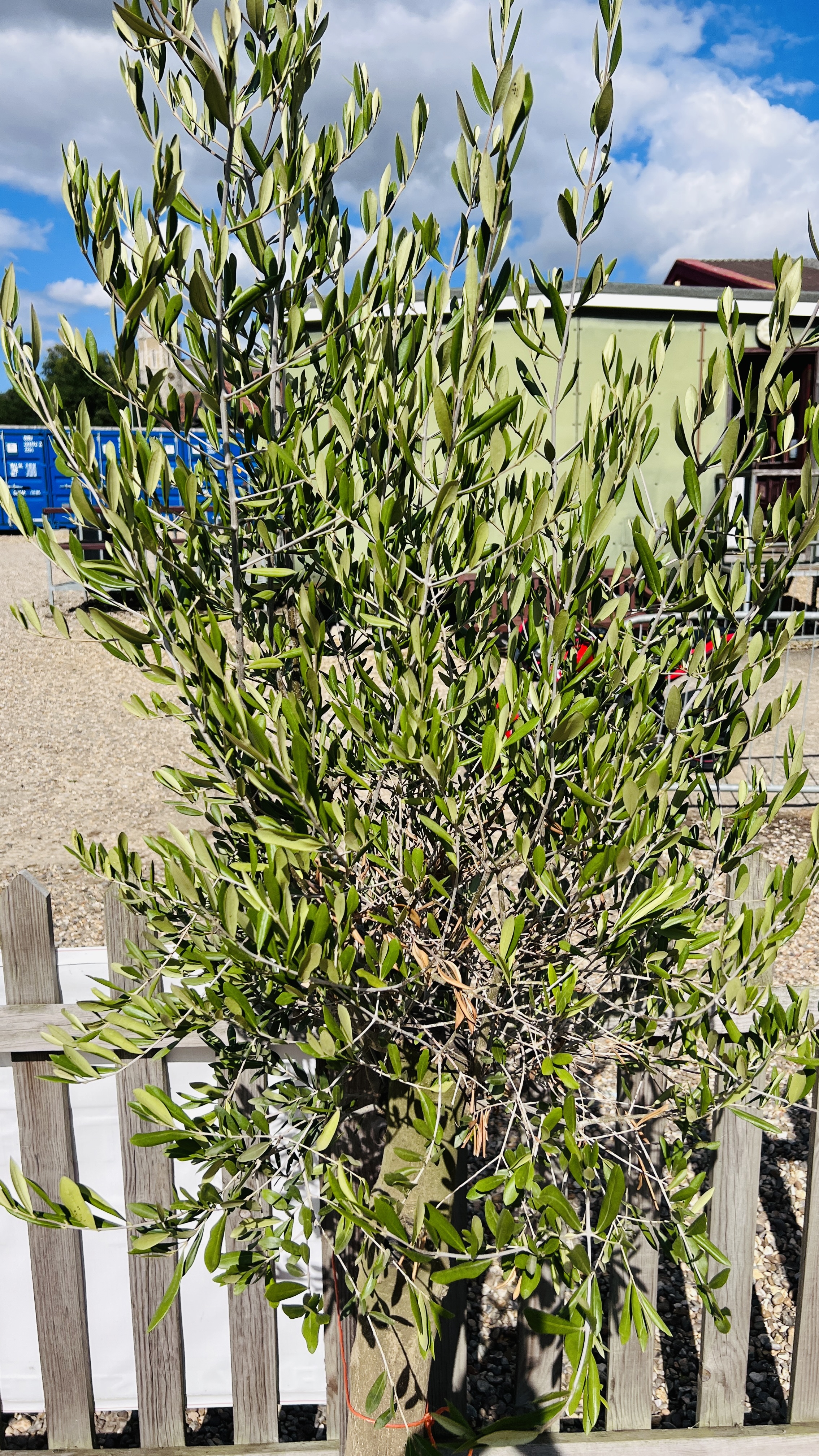 LARGE ESTABLISHED POTTED OLIVE TREE, HEIGHT 2.3M. - Image 3 of 3