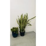 SAN SEVIERIA POTTED HOUSEPLANT HEIGHT 130CM.