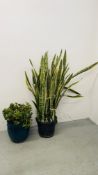 SAN SEVIERIA POTTED HOUSEPLANT HEIGHT 130CM.