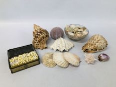 BOX OF ASSORTED SHELLS