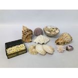 BOX OF ASSORTED SHELLS