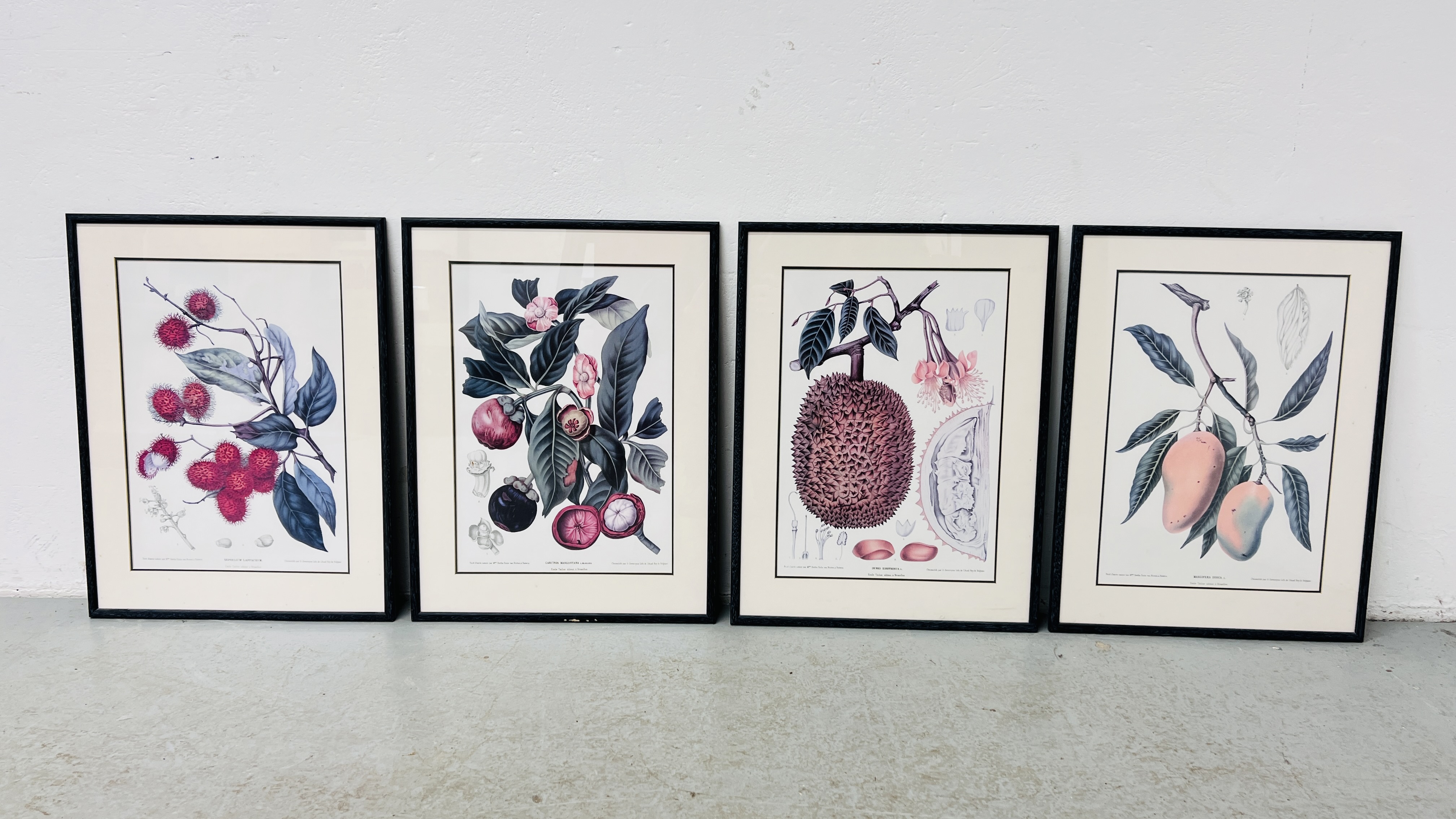 A SET OF FOUR FRAMED AND MOUNTED BERTHE HOOLA VAN NOOTEN BOTANICAL FRUIT STUDY PRINTS