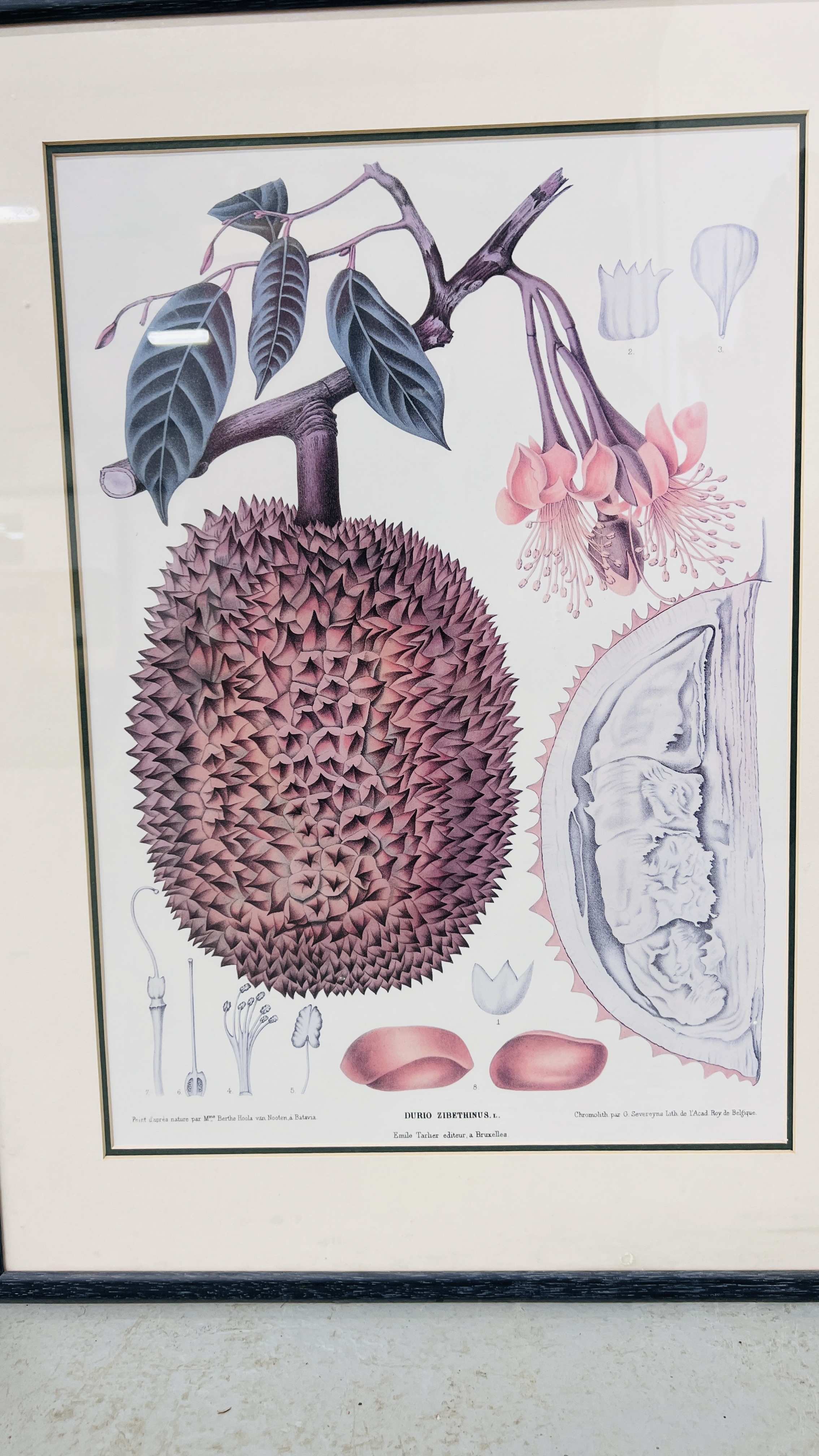 A SET OF FOUR FRAMED AND MOUNTED BERTHE HOOLA VAN NOOTEN BOTANICAL FRUIT STUDY PRINTS - Bild 3 aus 5