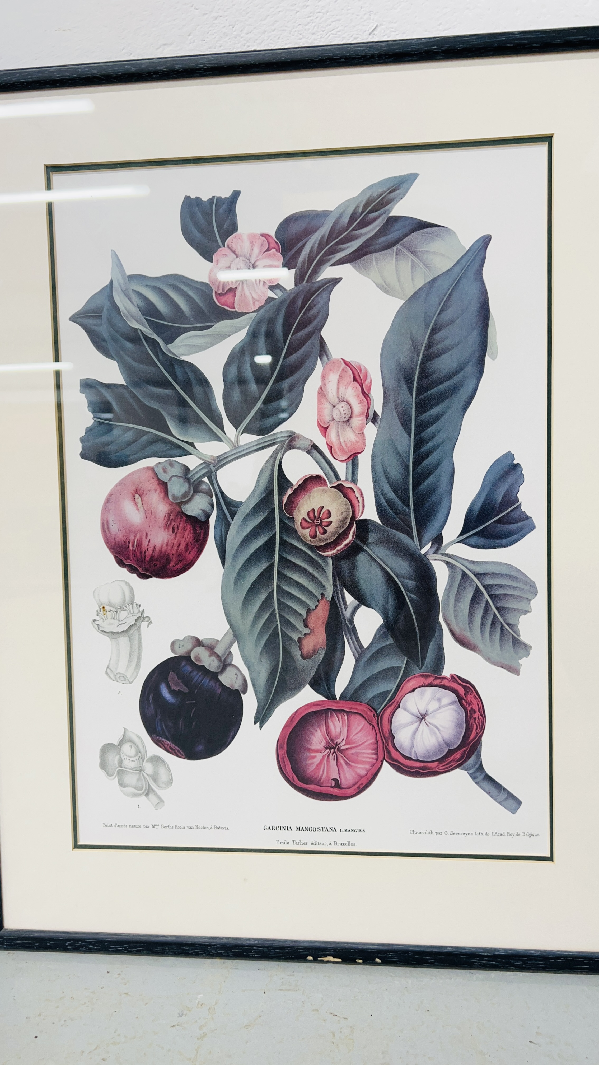 A SET OF FOUR FRAMED AND MOUNTED BERTHE HOOLA VAN NOOTEN BOTANICAL FRUIT STUDY PRINTS - Bild 4 aus 5