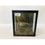 VINTAGE CASED TAXIDERMY STUDY OF A BEARDED REEDLING H 22CM X W 19CM.
