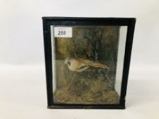 VINTAGE CASED TAXIDERMY STUDY OF A BEARDED REEDLING H 22CM X W 19CM.