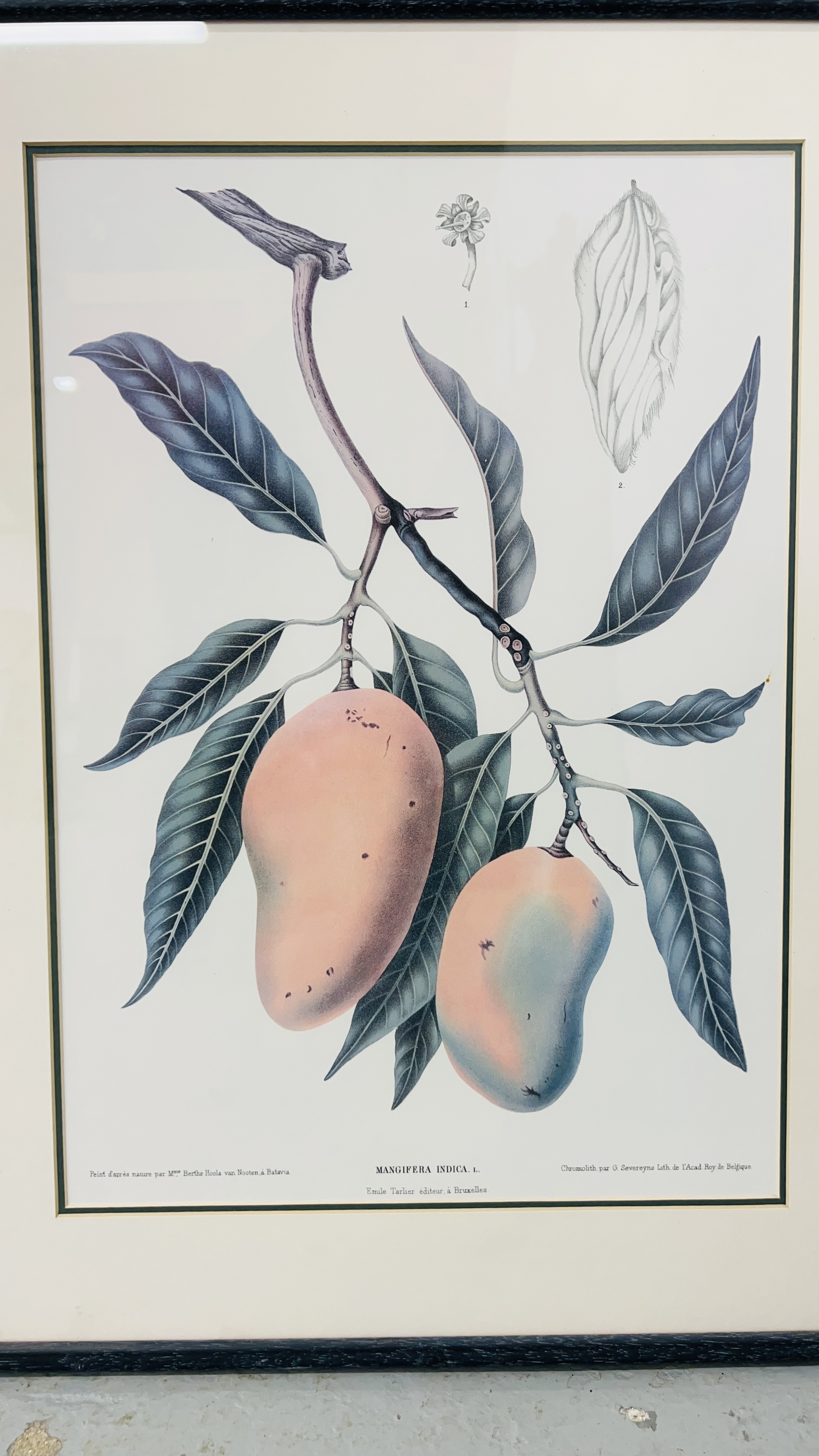 A SET OF FOUR FRAMED AND MOUNTED BERTHE HOOLA VAN NOOTEN BOTANICAL FRUIT STUDY PRINTS - Bild 2 aus 5