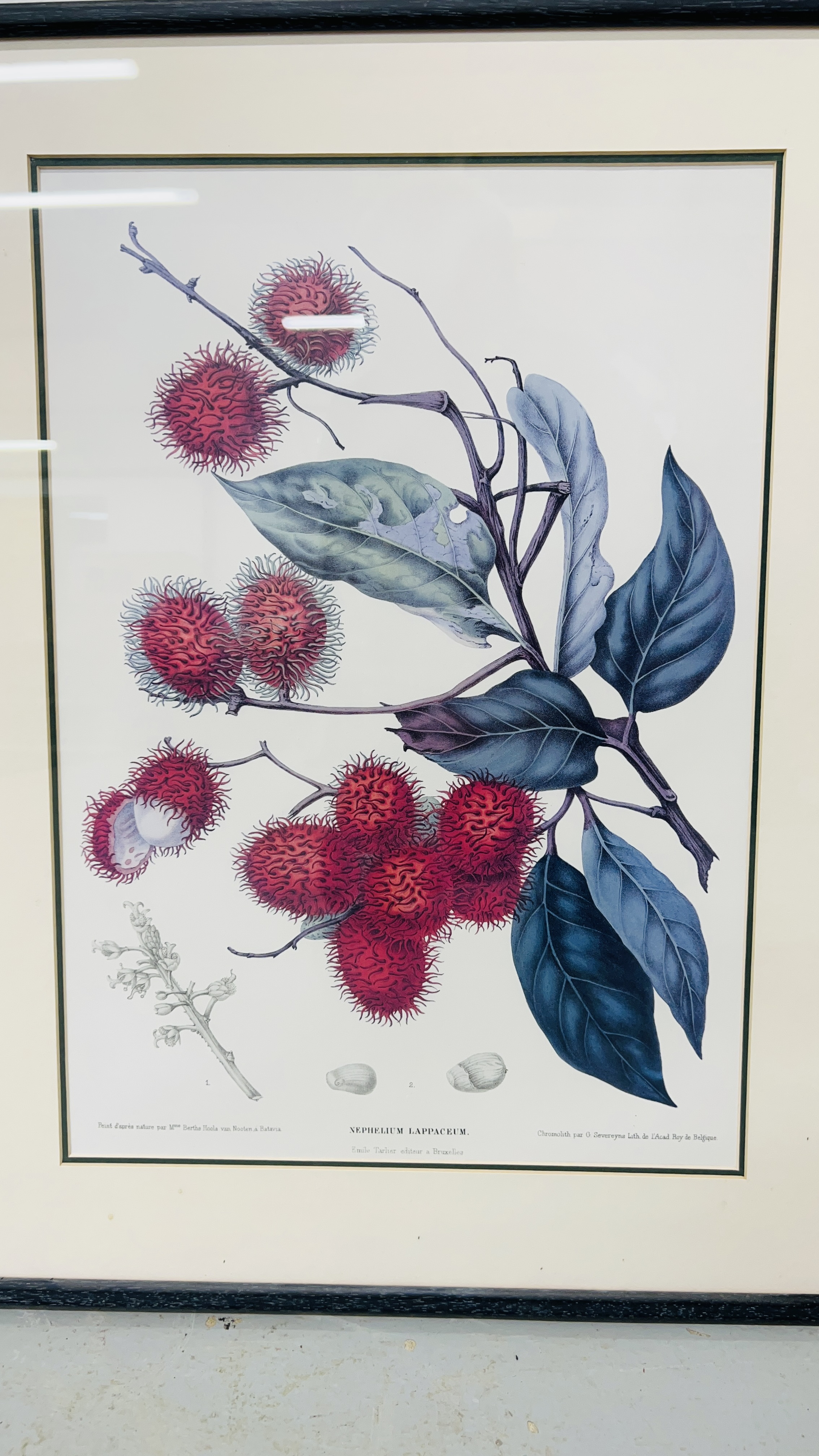 A SET OF FOUR FRAMED AND MOUNTED BERTHE HOOLA VAN NOOTEN BOTANICAL FRUIT STUDY PRINTS - Bild 5 aus 5