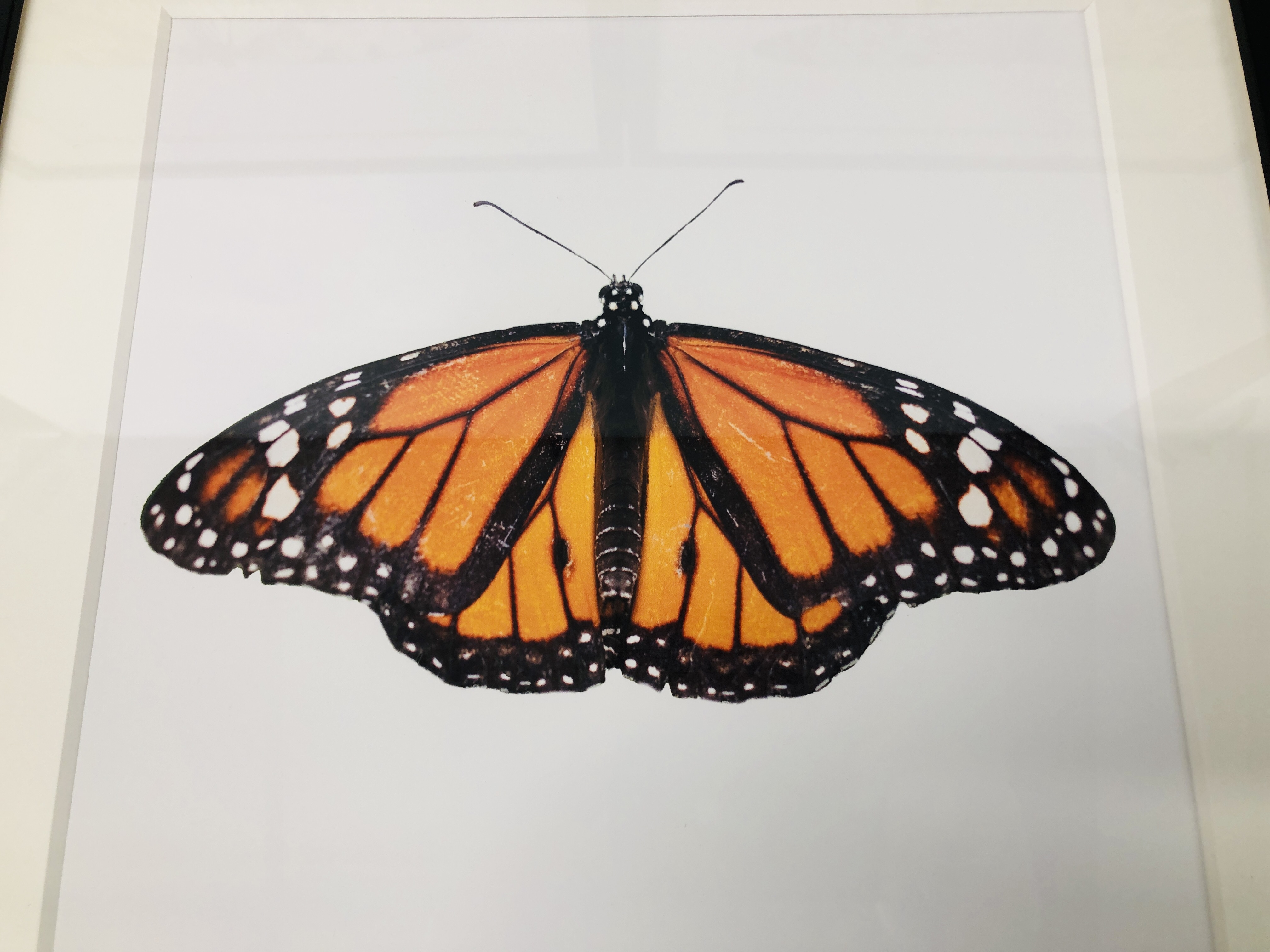 SET OF THREE MODERN FRAMED BUTTERFLY PRINTS "LIMON", - Image 2 of 5