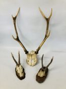 THREE SETS OF MOUNTED ANTLERS.