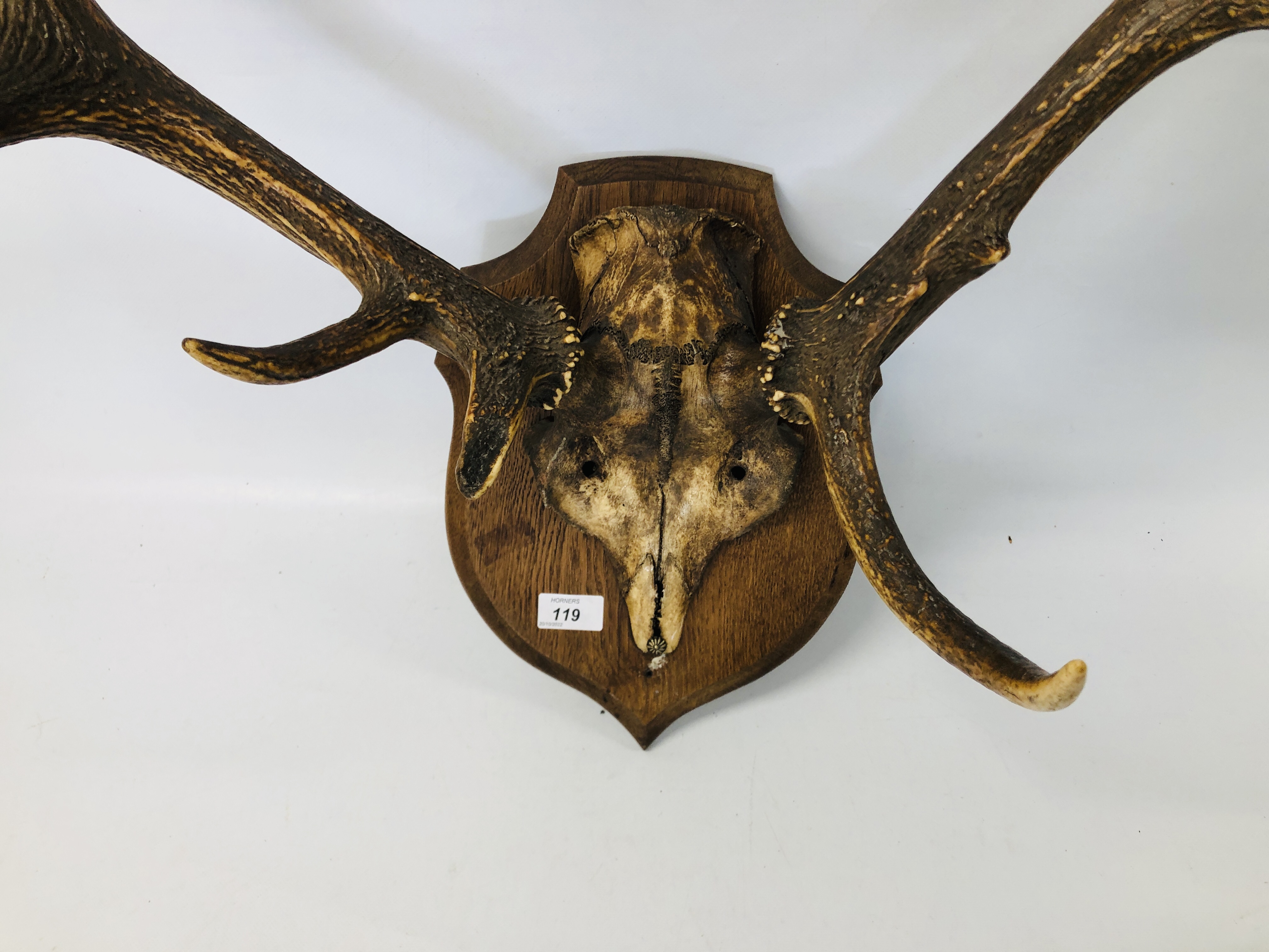 AN ELEVEN POINT RED DEER ANTLERS MOUNTED ON OAK SHIELD WALL PLAQUE. - Image 3 of 3