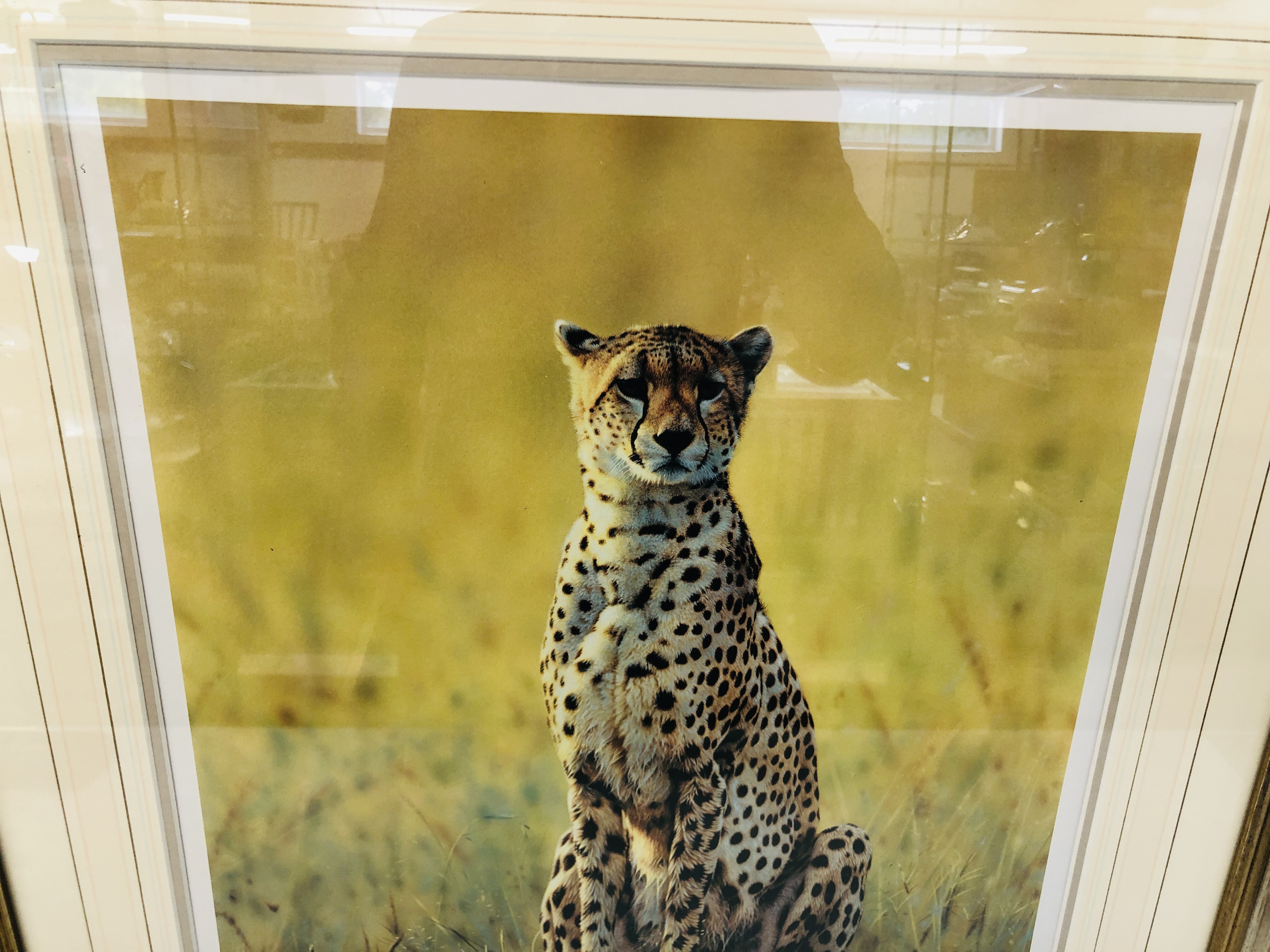 A LIMITED EDITION FRAMED PRINT OF A CHEETAH 344/675 SIGNED STEVEN TOWNSEND. - Image 2 of 3