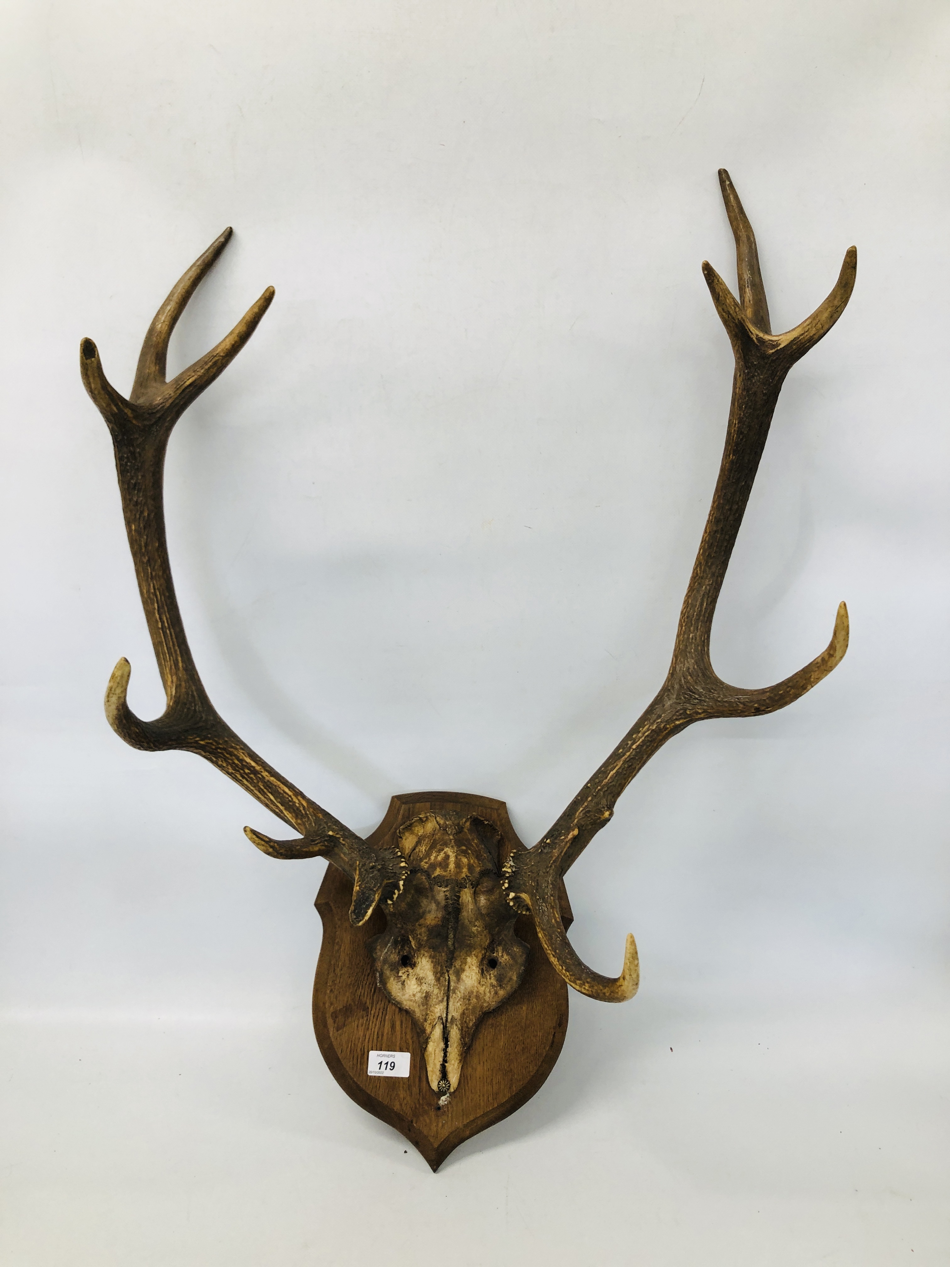 AN ELEVEN POINT RED DEER ANTLERS MOUNTED ON OAK SHIELD WALL PLAQUE.
