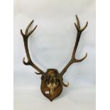 AN ELEVEN POINT RED DEER ANTLERS MOUNTED ON OAK SHIELD WALL PLAQUE.