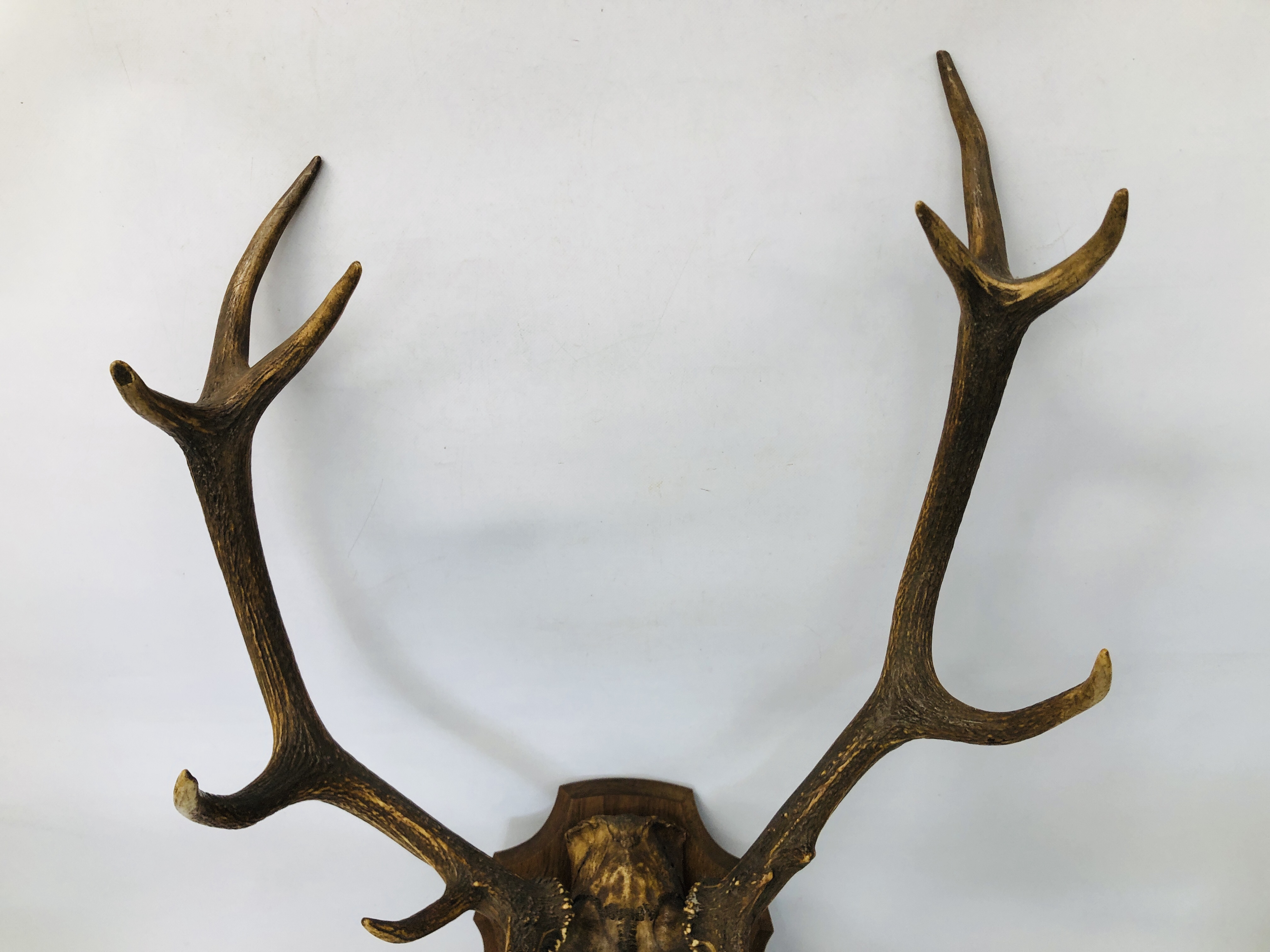 AN ELEVEN POINT RED DEER ANTLERS MOUNTED ON OAK SHIELD WALL PLAQUE. - Image 2 of 3