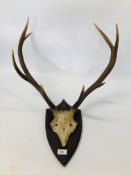 A NINE POINT RED DEER ANTLERS MOUNTED ON SHIELD WALL PLAQUE.