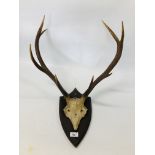 A NINE POINT RED DEER ANTLERS MOUNTED ON SHIELD WALL PLAQUE.