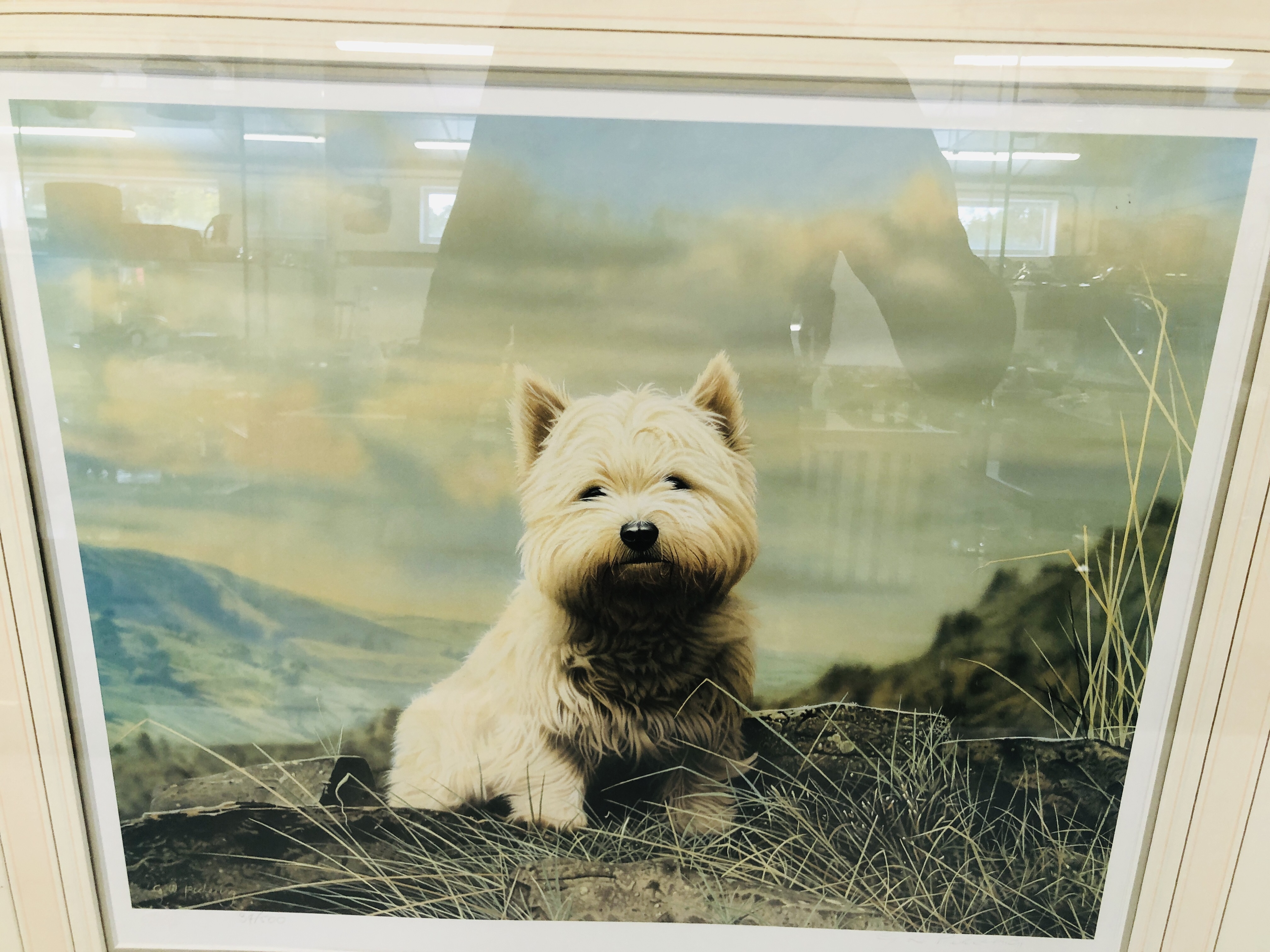 A LIMITED EDITION FRAMED PRINT OF A WEST HIGHLAND TERRIER 34/500 SIGNED G.W. PICKERING. - Image 2 of 5