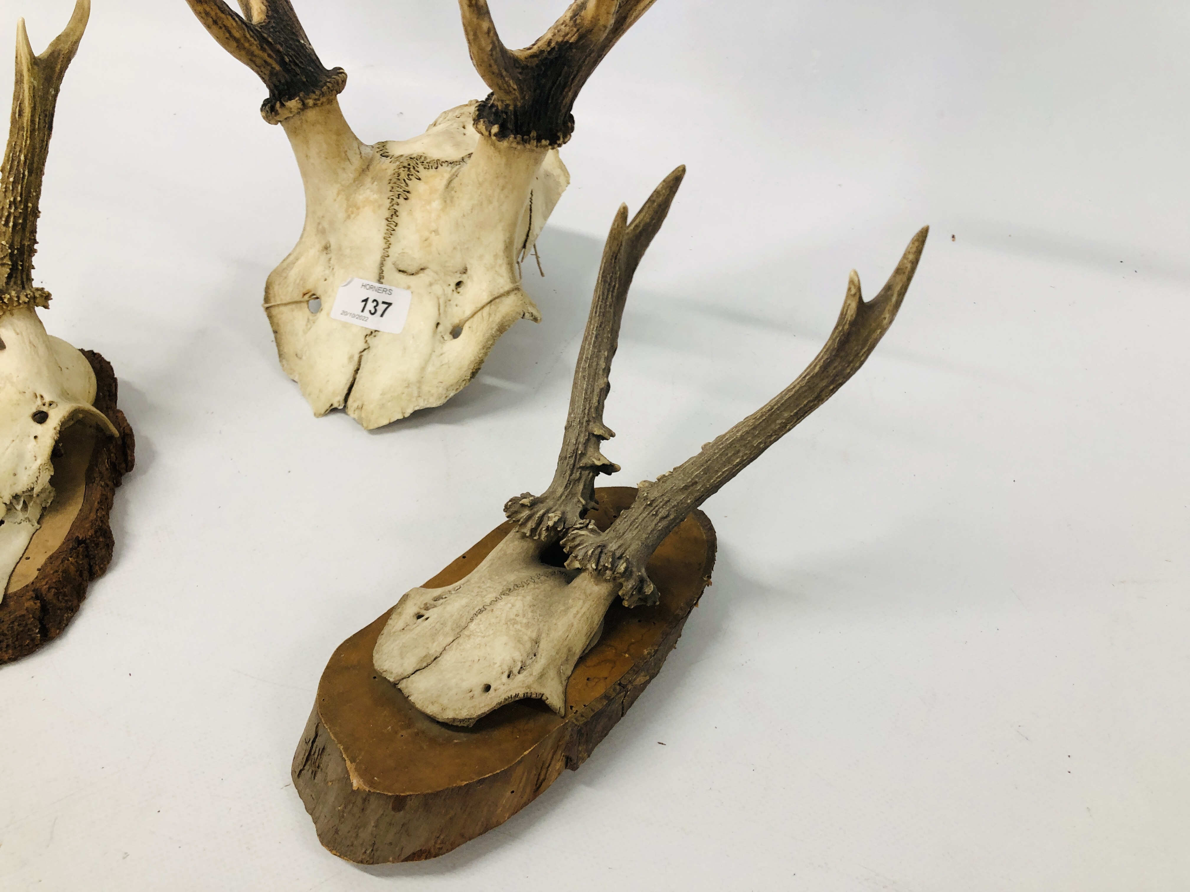 THREE SETS OF MOUNTED ANTLERS. - Image 2 of 5