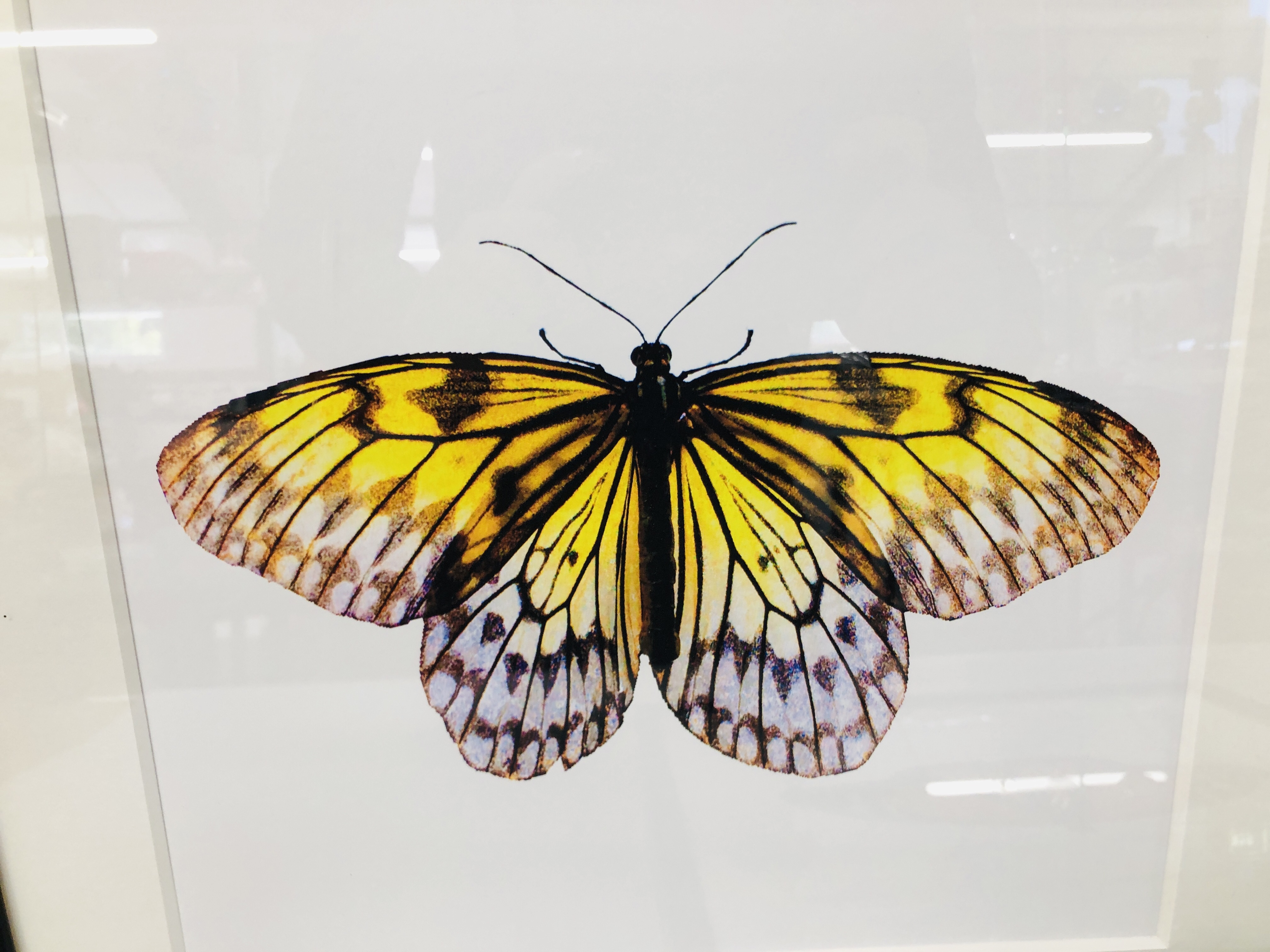 SET OF THREE MODERN FRAMED BUTTERFLY PRINTS "LIMON", - Image 4 of 5