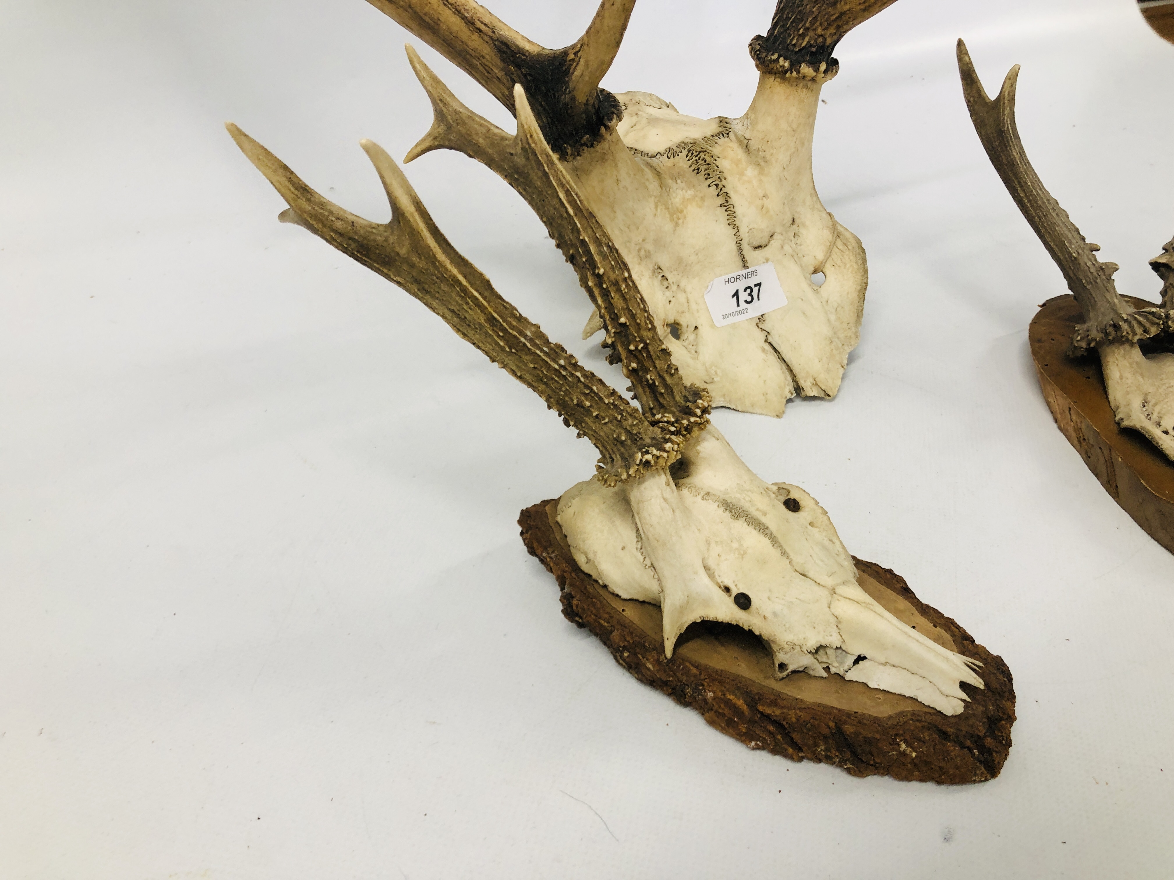 THREE SETS OF MOUNTED ANTLERS. - Image 3 of 5