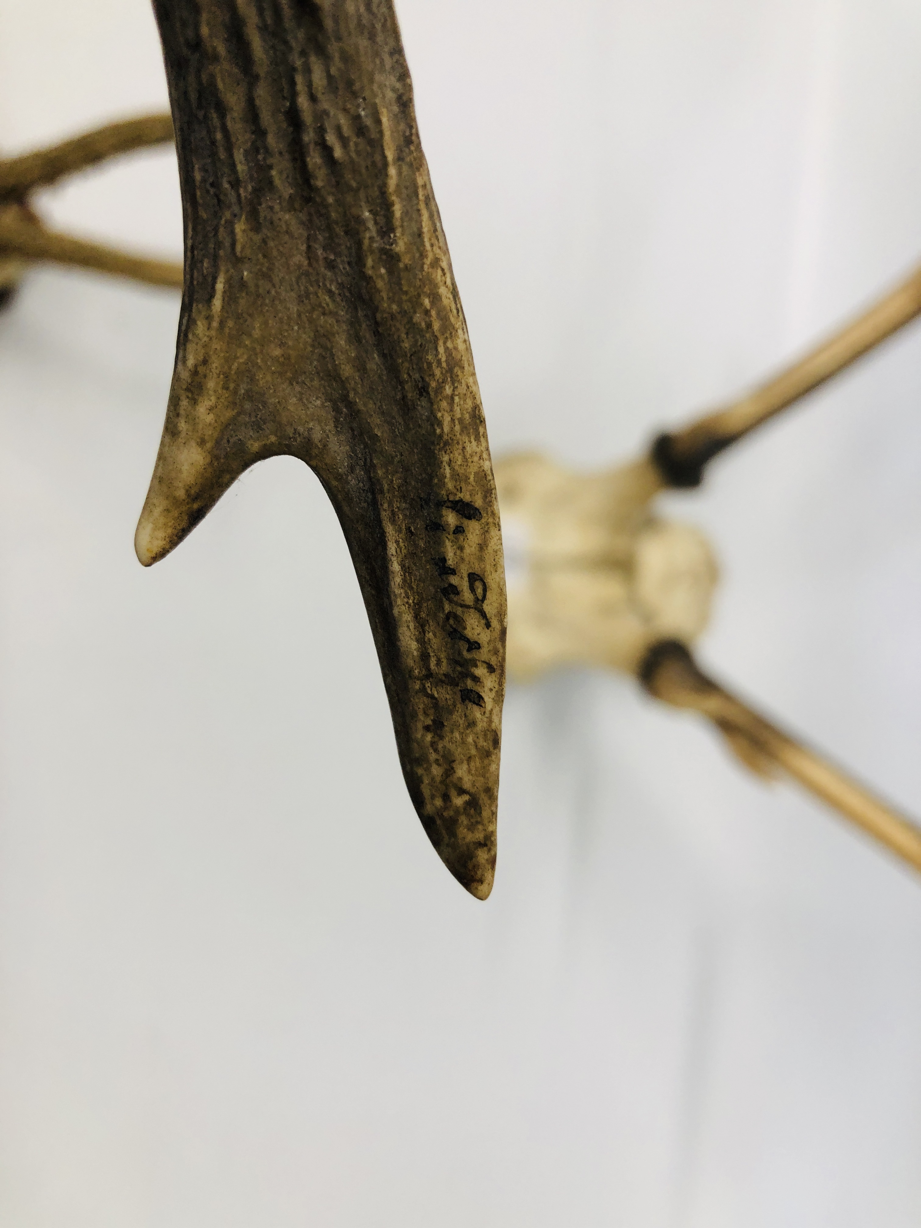 THREE SETS OF MOUNTED ANTLERS. - Image 5 of 5