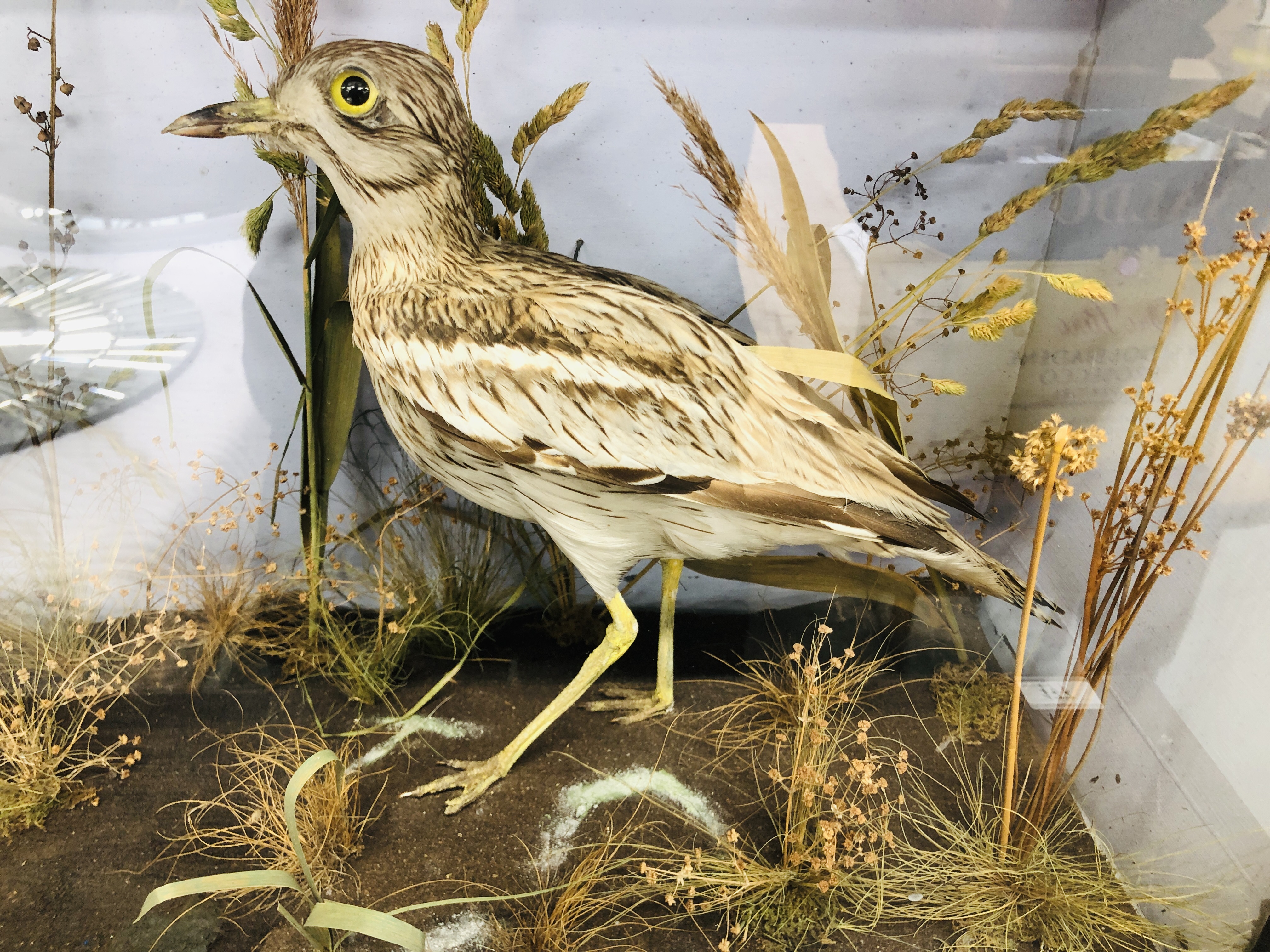 VICTORIAN CASED TAXIDERMY STUDY, A PAIR OF STONE CURLEW, W 80CM X H 45.5CM. - Image 4 of 5