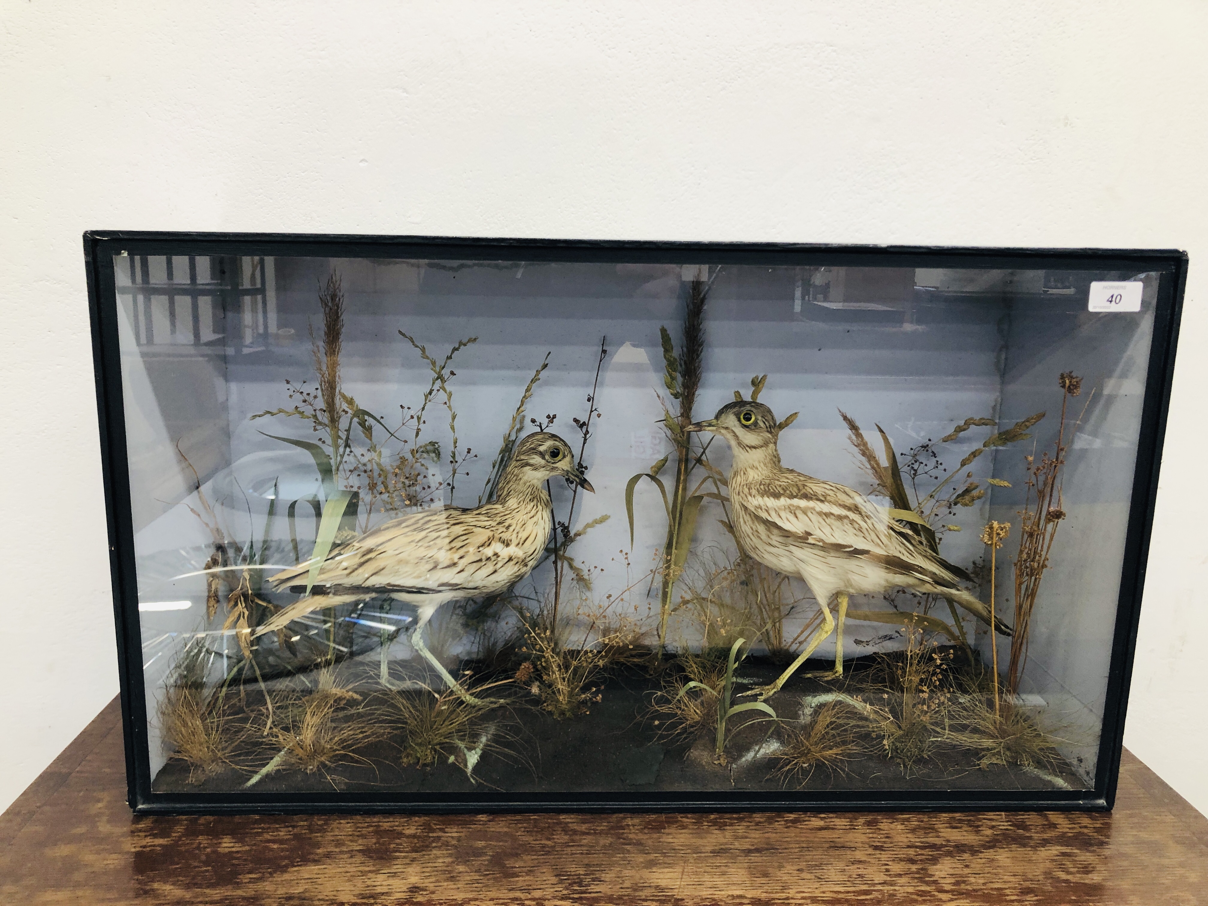 VICTORIAN CASED TAXIDERMY STUDY, A PAIR OF STONE CURLEW, W 80CM X H 45.5CM.