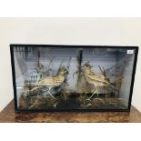 VICTORIAN CASED TAXIDERMY STUDY, A PAIR OF STONE CURLEW, W 80CM X H 45.5CM.