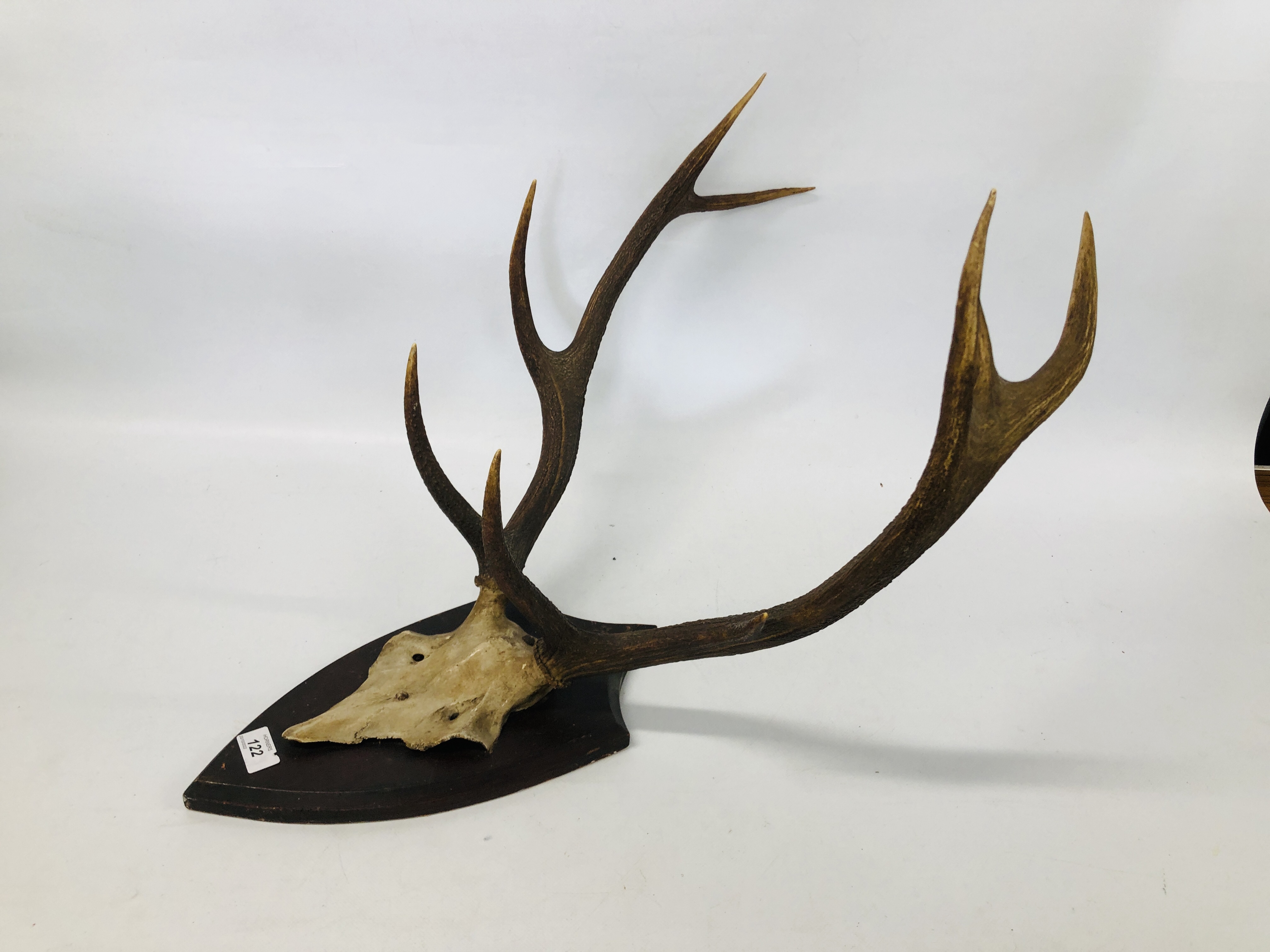 A NINE POINT RED DEER ANTLERS MOUNTED ON SHIELD WALL PLAQUE. - Image 2 of 2