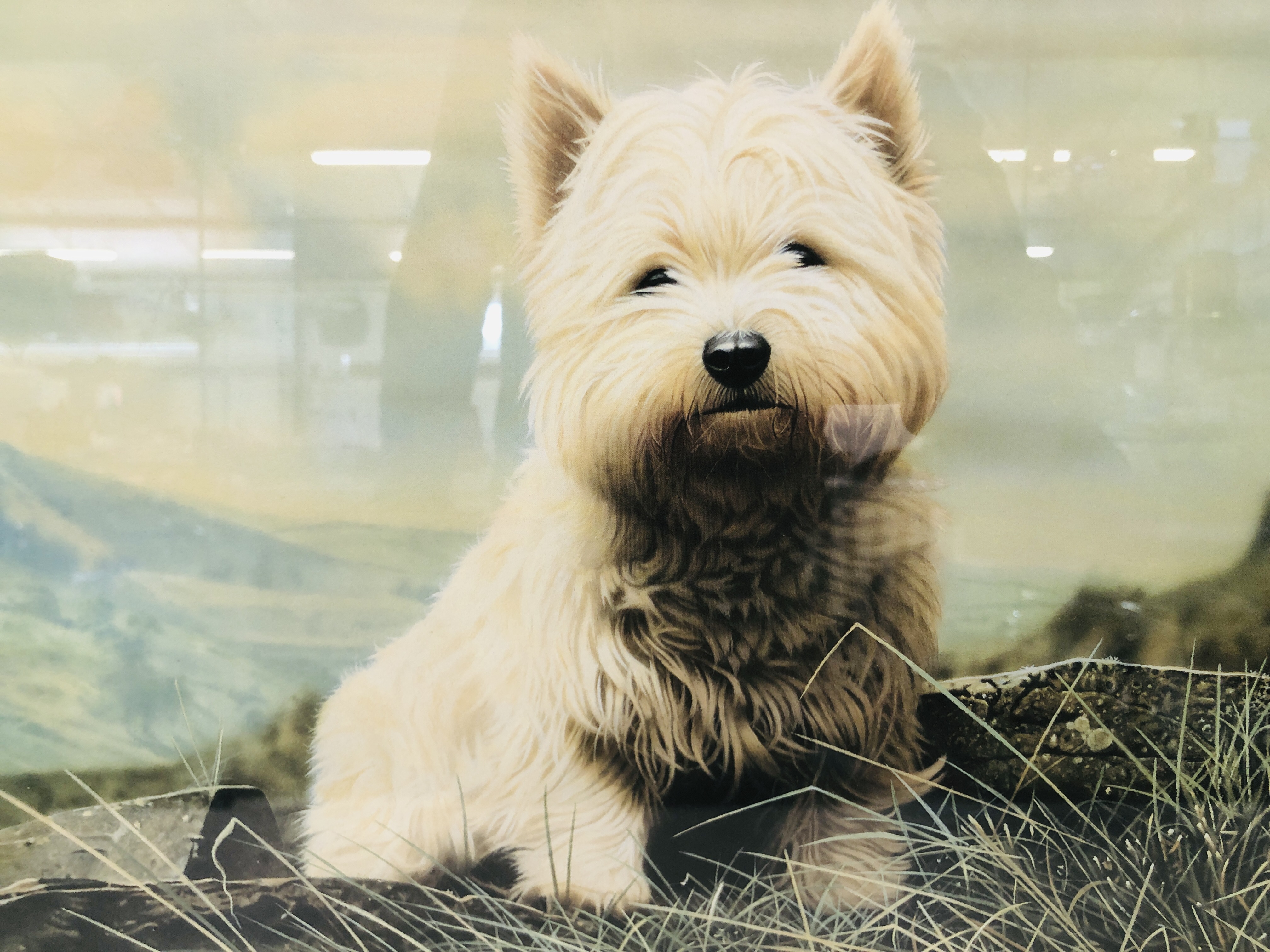 A LIMITED EDITION FRAMED PRINT OF A WEST HIGHLAND TERRIER 34/500 SIGNED G.W. PICKERING. - Image 5 of 5