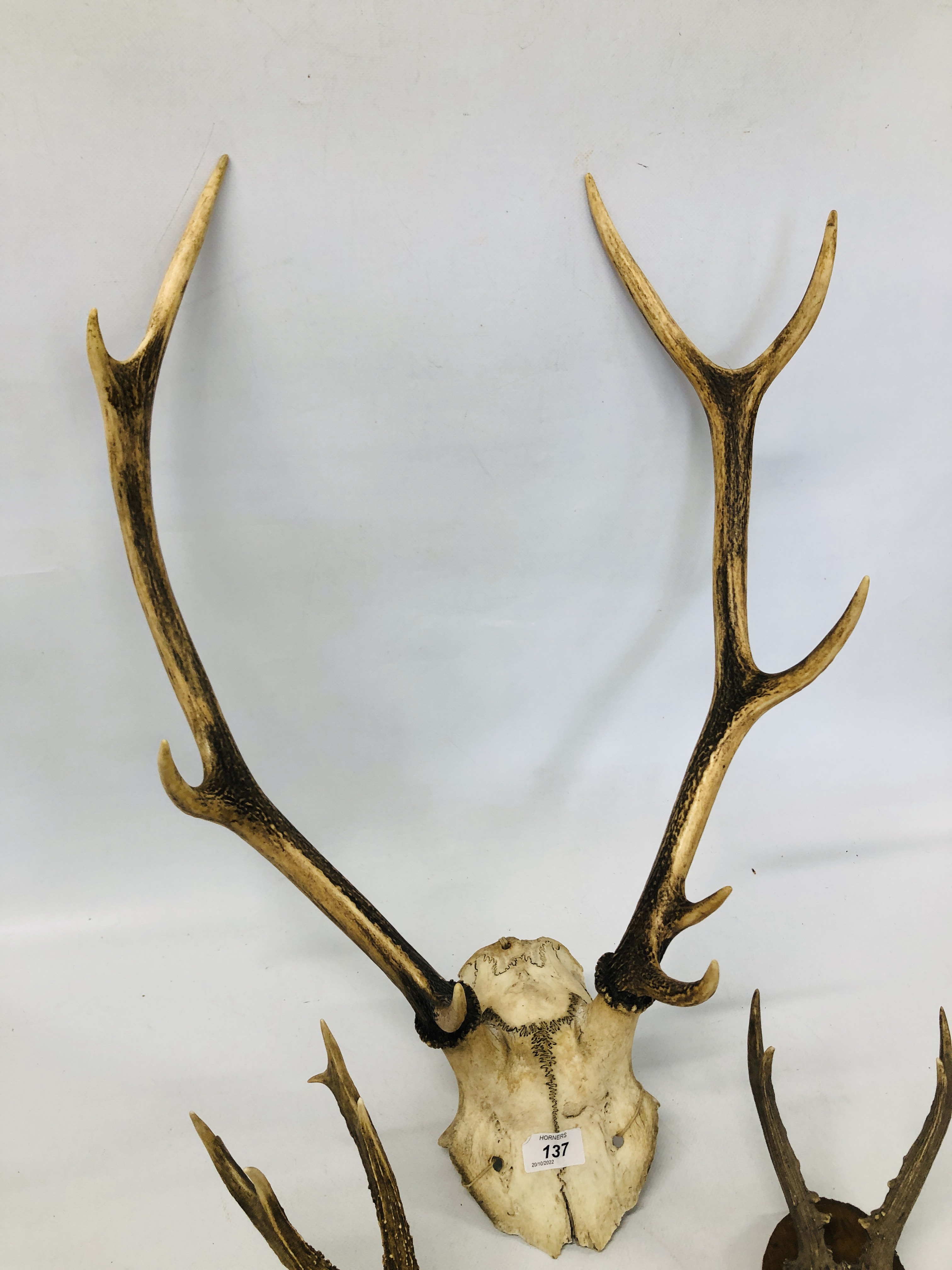 THREE SETS OF MOUNTED ANTLERS. - Image 4 of 5