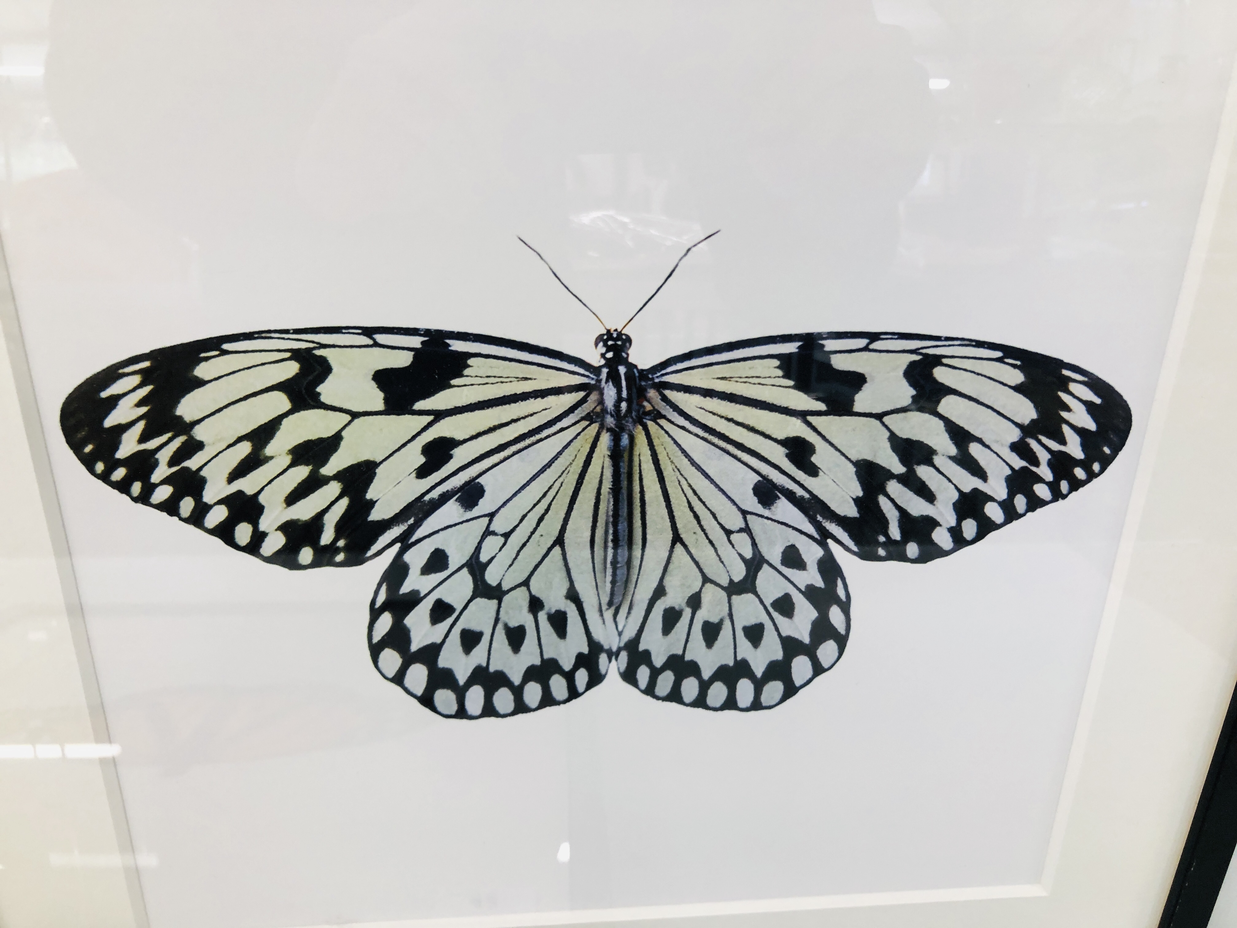 SET OF THREE MODERN FRAMED BUTTERFLY PRINTS "LIMON", - Image 3 of 5