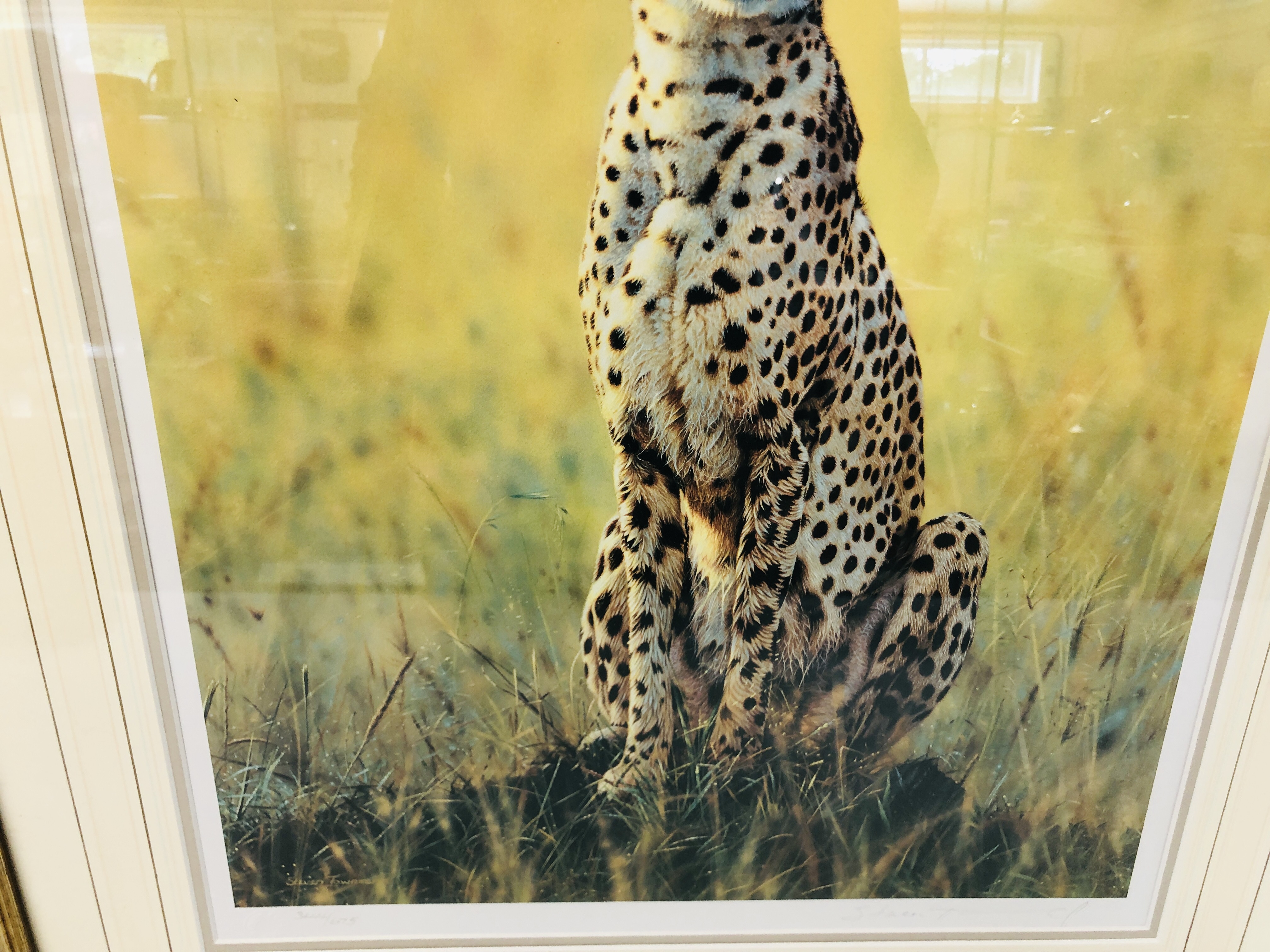 A LIMITED EDITION FRAMED PRINT OF A CHEETAH 344/675 SIGNED STEVEN TOWNSEND. - Image 3 of 3