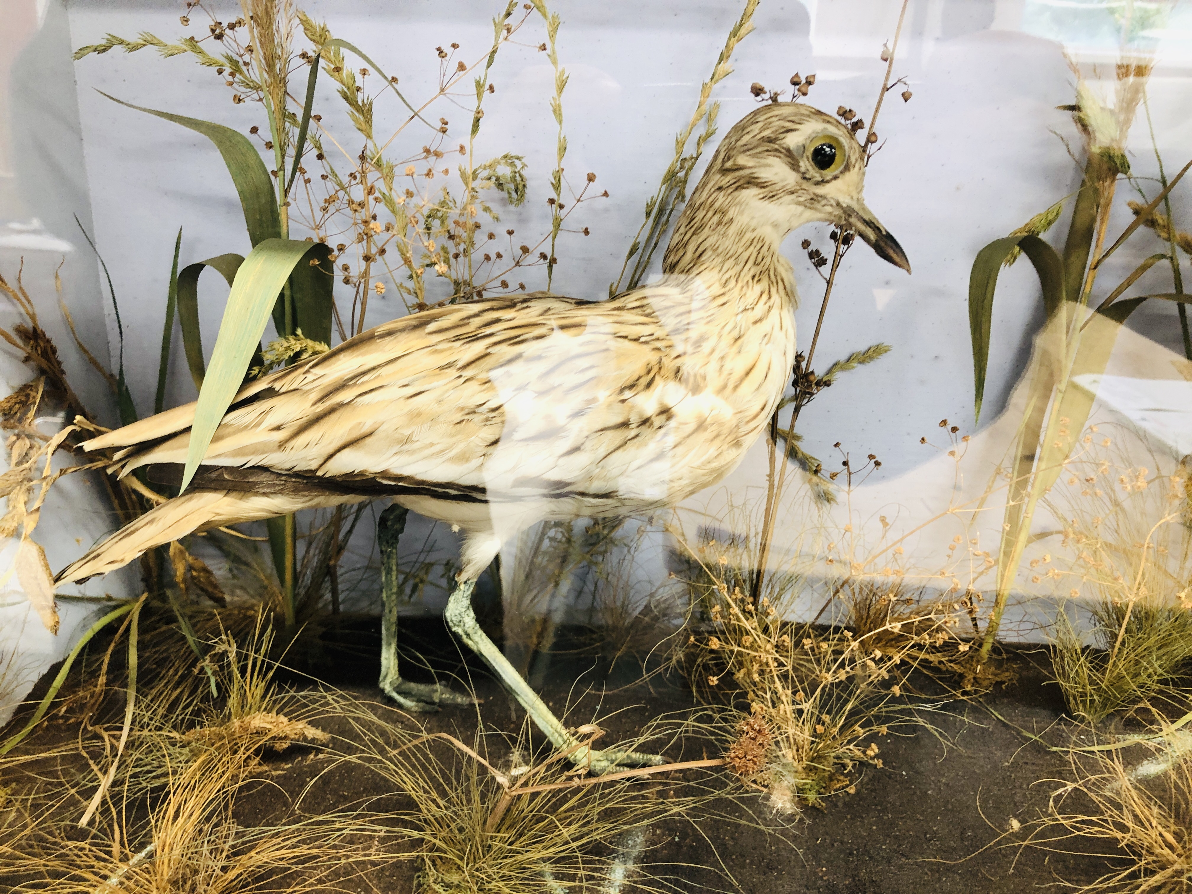 VICTORIAN CASED TAXIDERMY STUDY, A PAIR OF STONE CURLEW, W 80CM X H 45.5CM. - Image 3 of 5