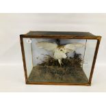 VINTAGE CASED TAXIDERMY STUDY OF A BARNOWL (REQUIRES ATTENTION).